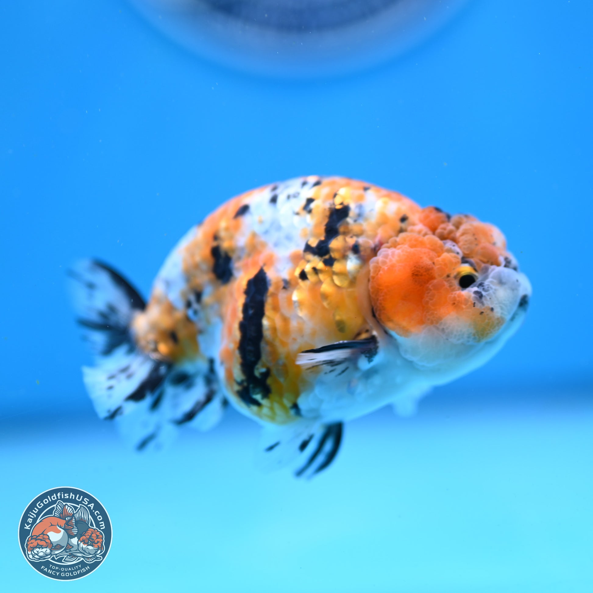 Tricolor Ranchu 3.5in Body (240823_OR08) - Kaiju Goldfish USA