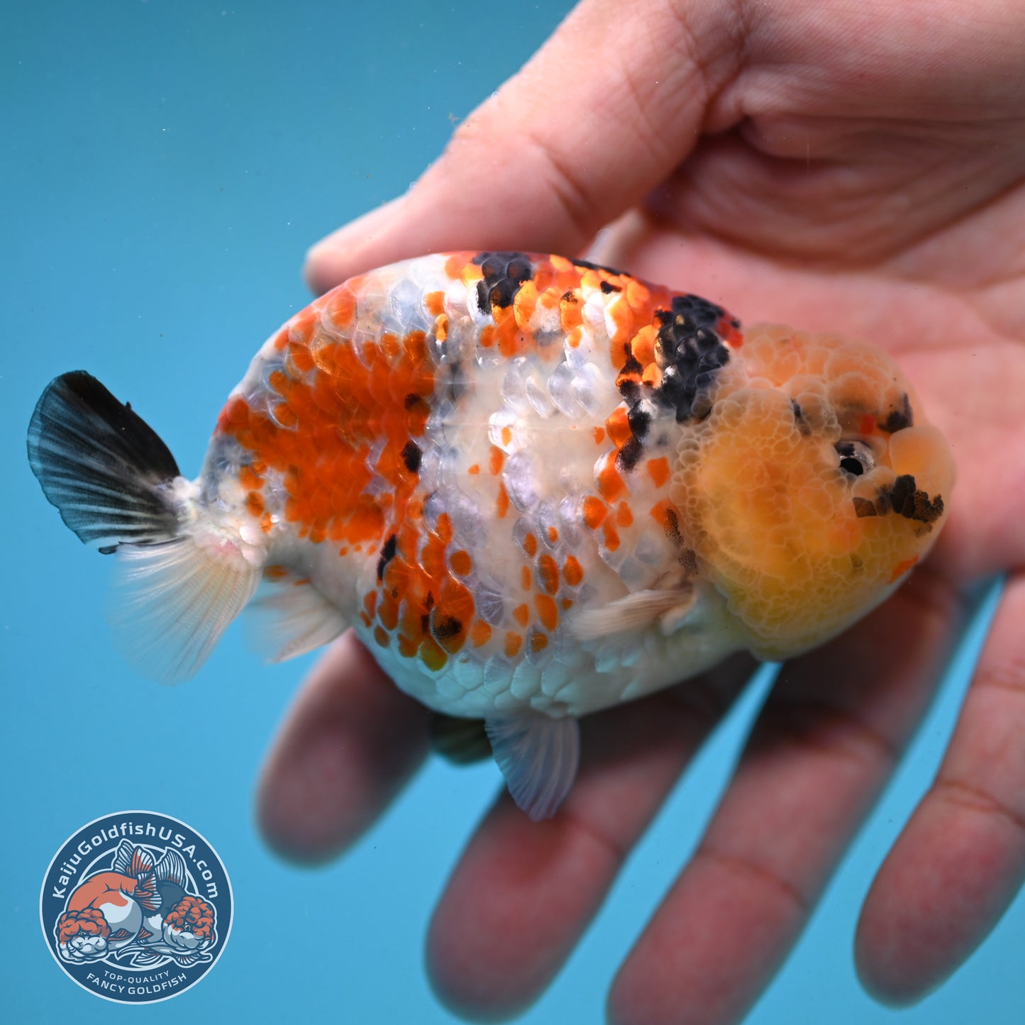 Tricolor Ranchu 3.5 inch Body (251003_RC08)