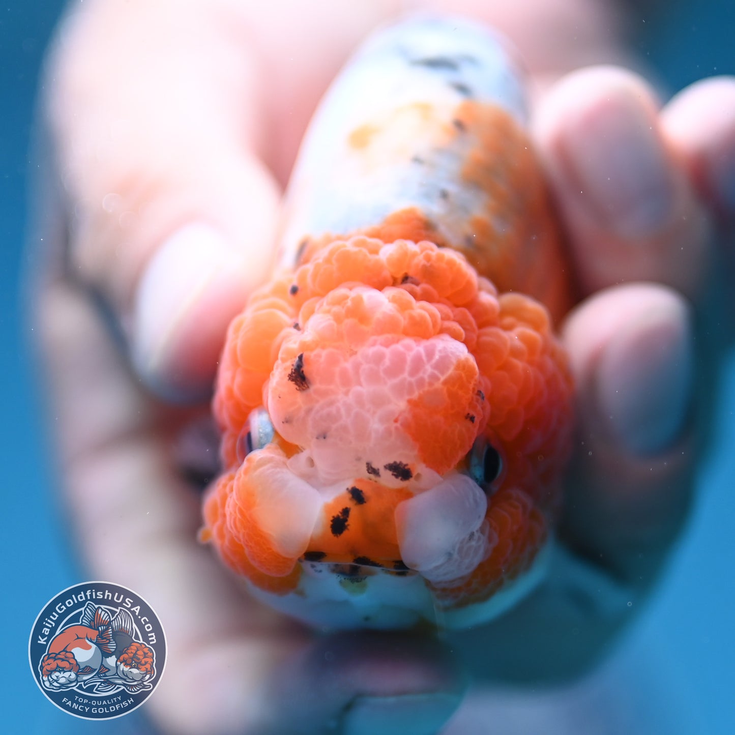 Calico Ranchu 4 inch Body (250919_RC08)