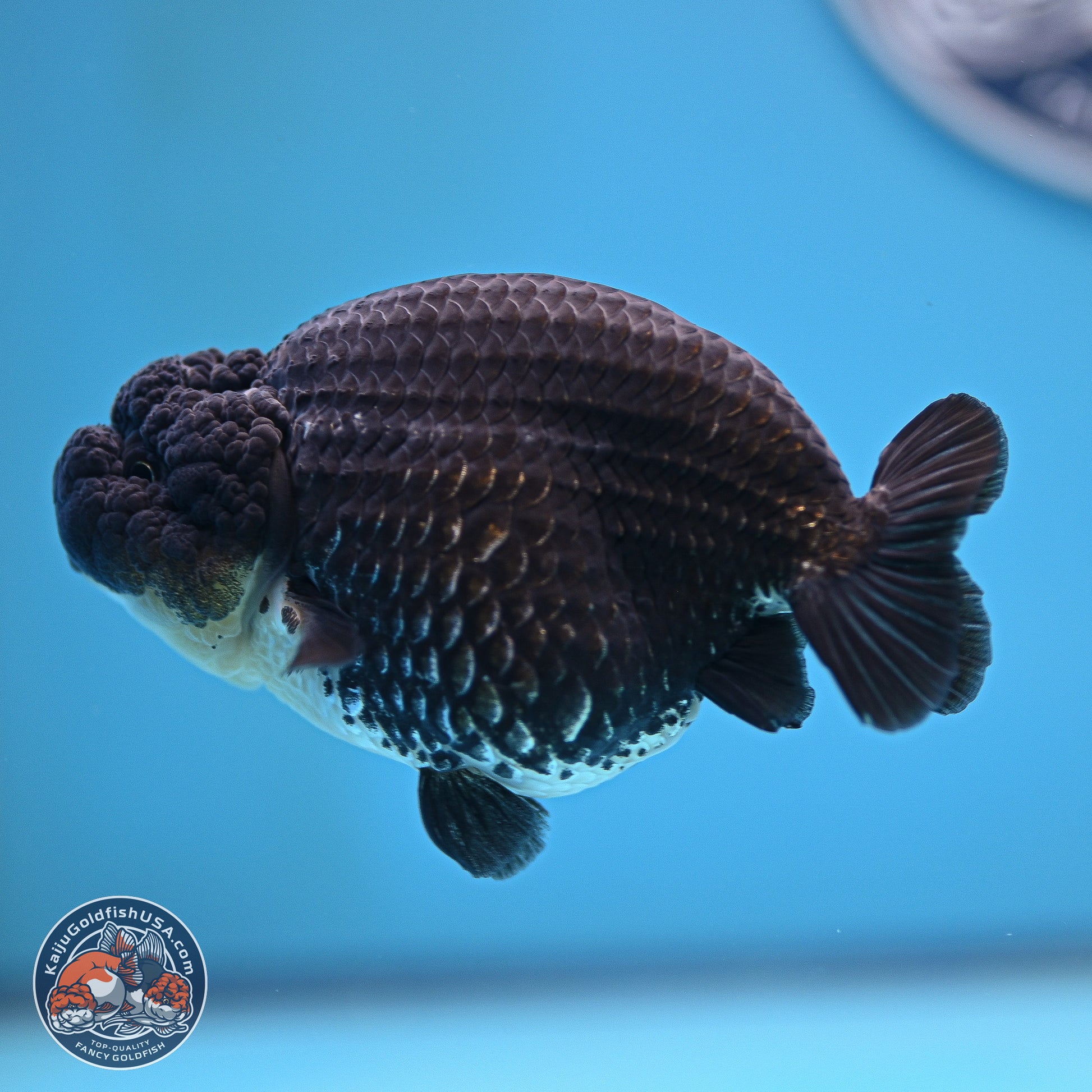 Platinum Ranchu 4.5 inches (241025_RC08) - Kaiju Goldfish USA