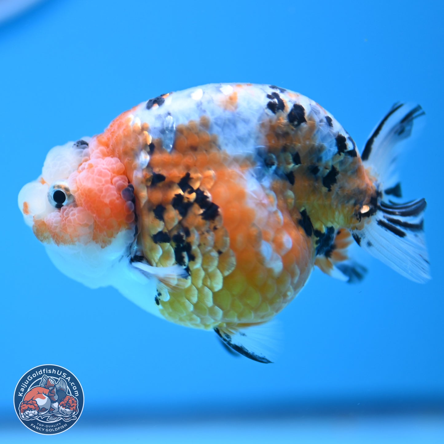 Tricolor Calico Ranchu 3 in Body (240809_RC08) - Kaiju Goldfish USA