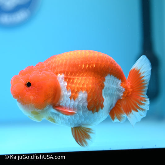 Red White Buffalo Ranchu 5 inches (240517_RC08) - Kaiju Goldfish USA