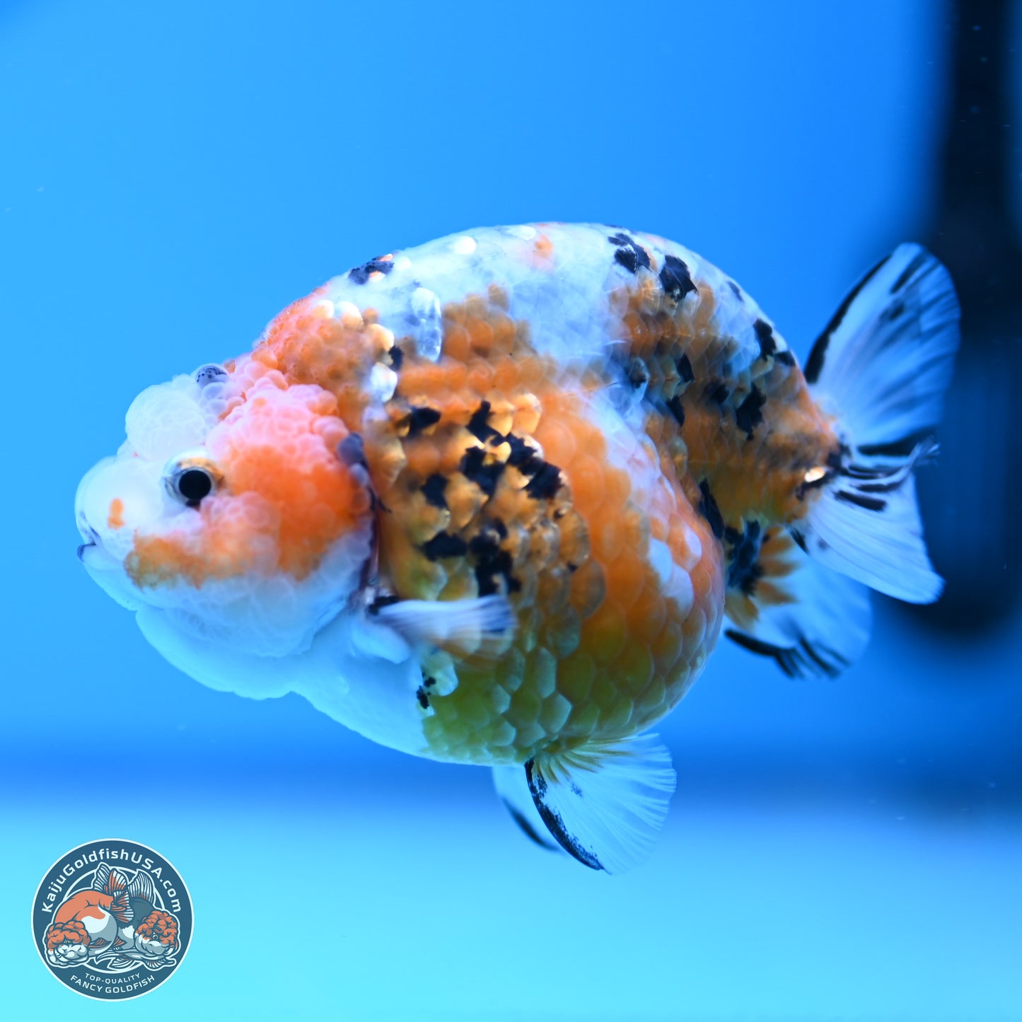 Tricolor Calico Ranchu 3 in Body (240809_RC08) - Kaiju Goldfish USA