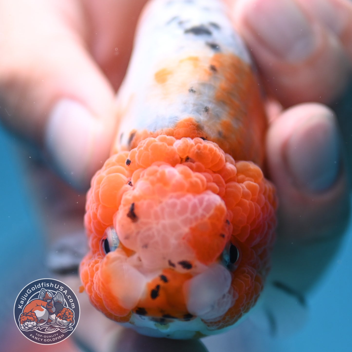 Calico Ranchu 4 inch Body (250919_RC08)
