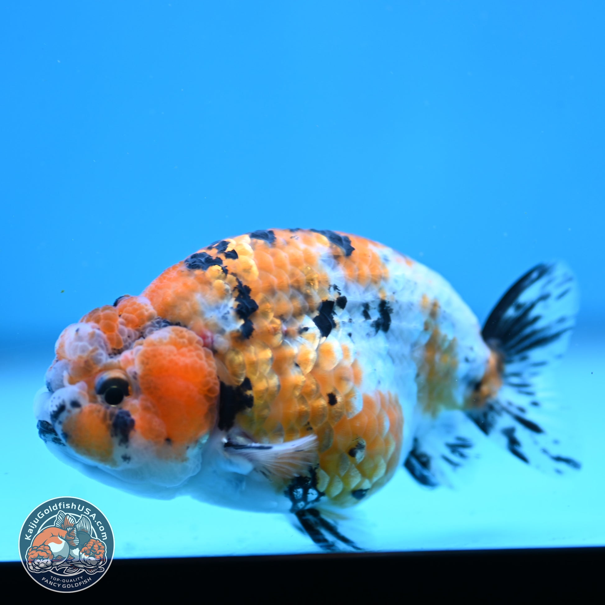 Tricolor Ranchu 3.5in Body (240823_OR08) - Kaiju Goldfish USA