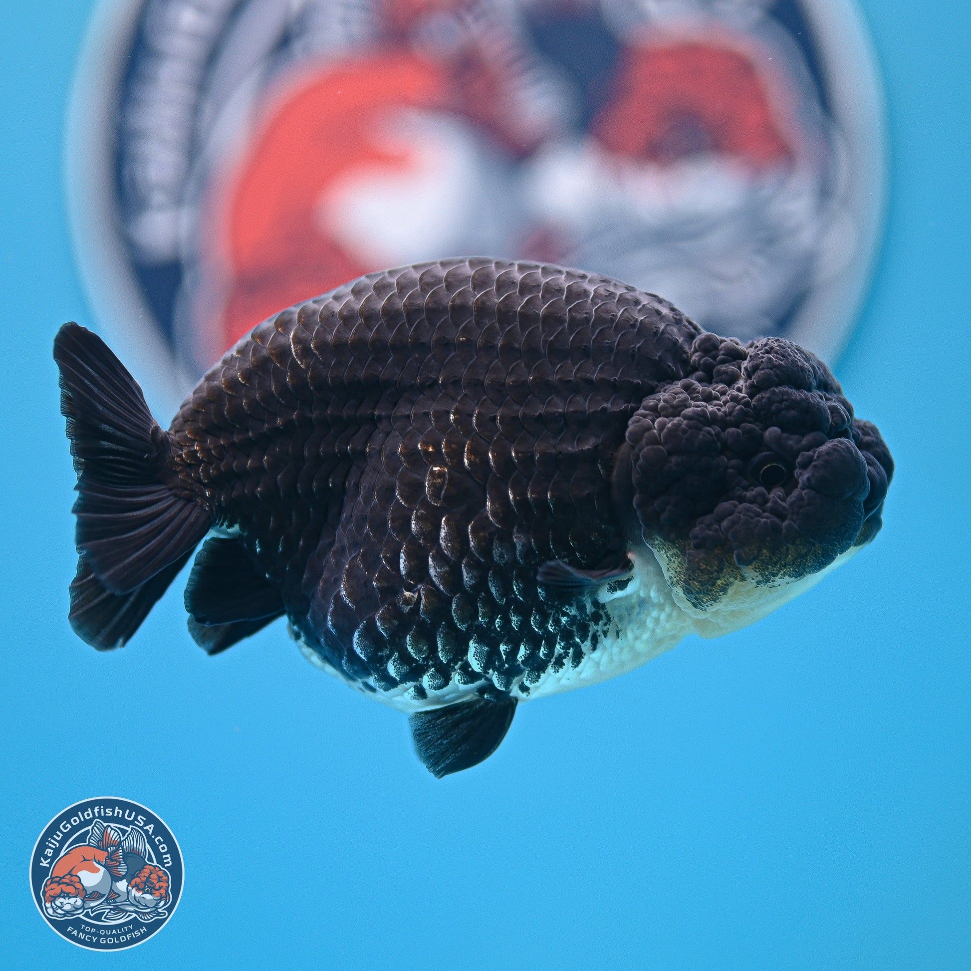 Platinum Ranchu 4.5 inches (241025_RC08) - Kaiju Goldfish USA