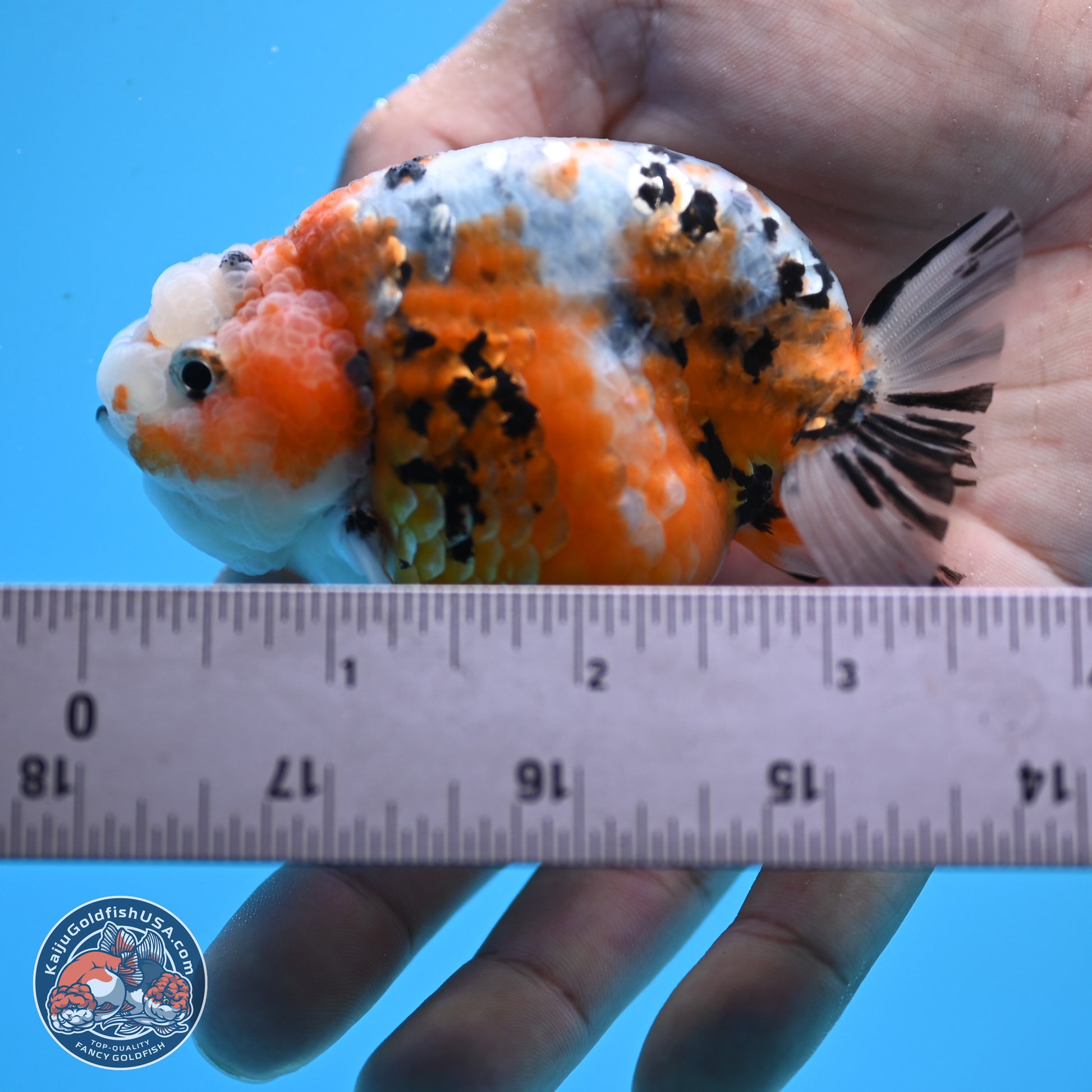 Tricolor Calico Ranchu 3 in Body (240809_RC08) - Kaiju Goldfish USA