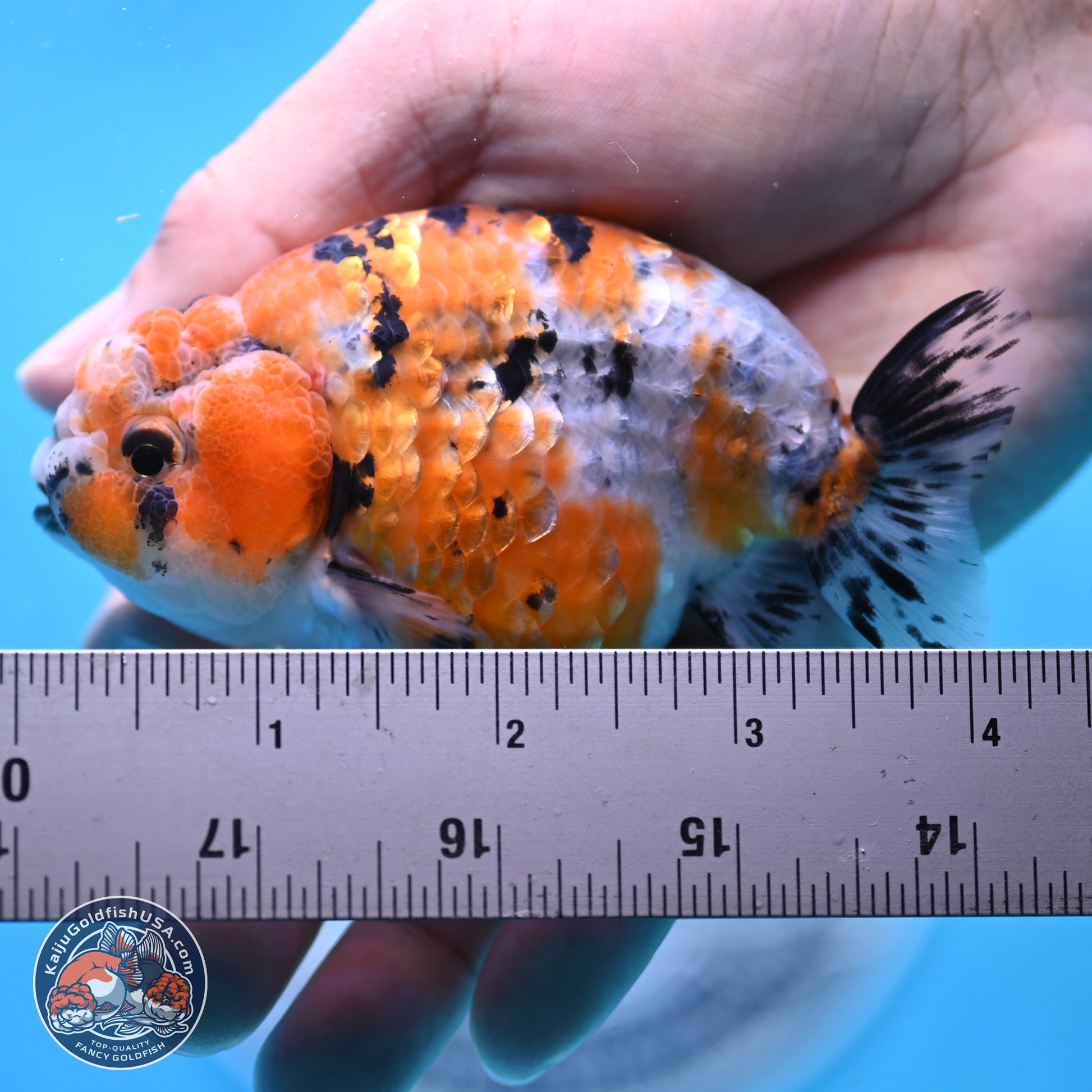 Tricolor Ranchu 3.5in Body (240823_OR08) - Kaiju Goldfish USA