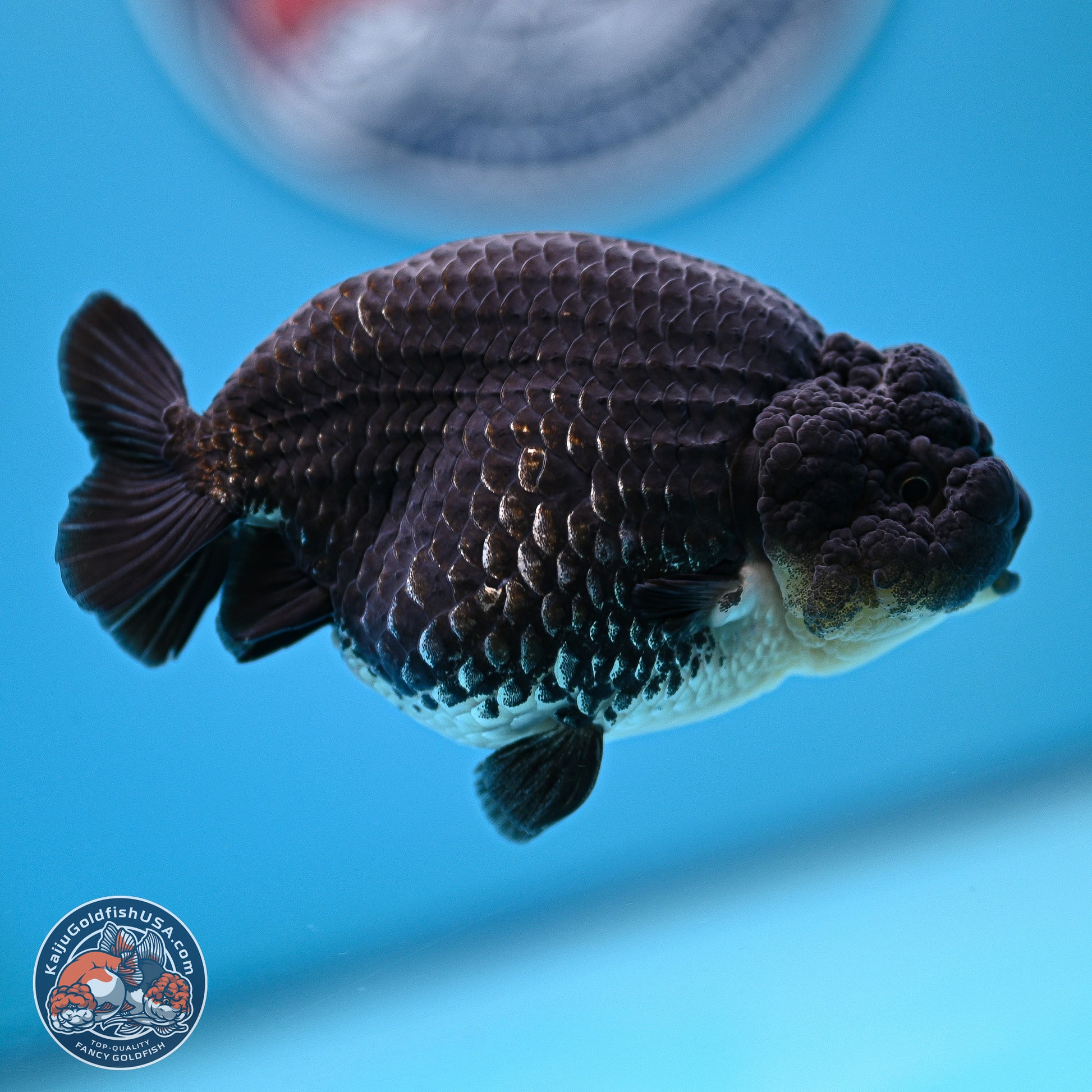 Platinum Ranchu 4.5 inches (241025_RC08) - Kaiju Goldfish USA