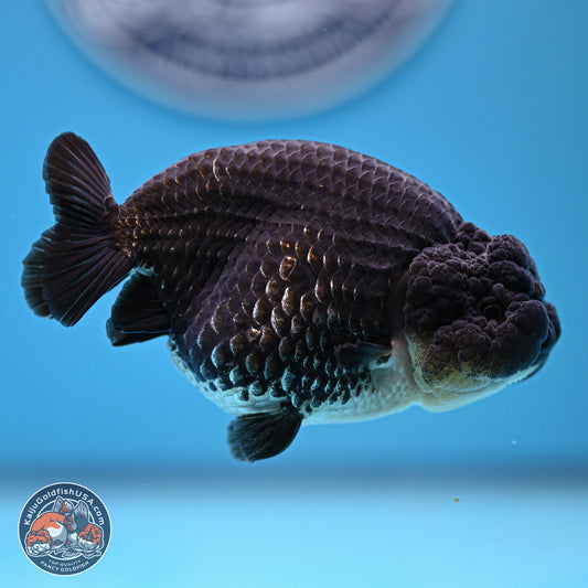 Platinum Ranchu 4.5 inches (241025_RC08) - Kaiju Goldfish USA