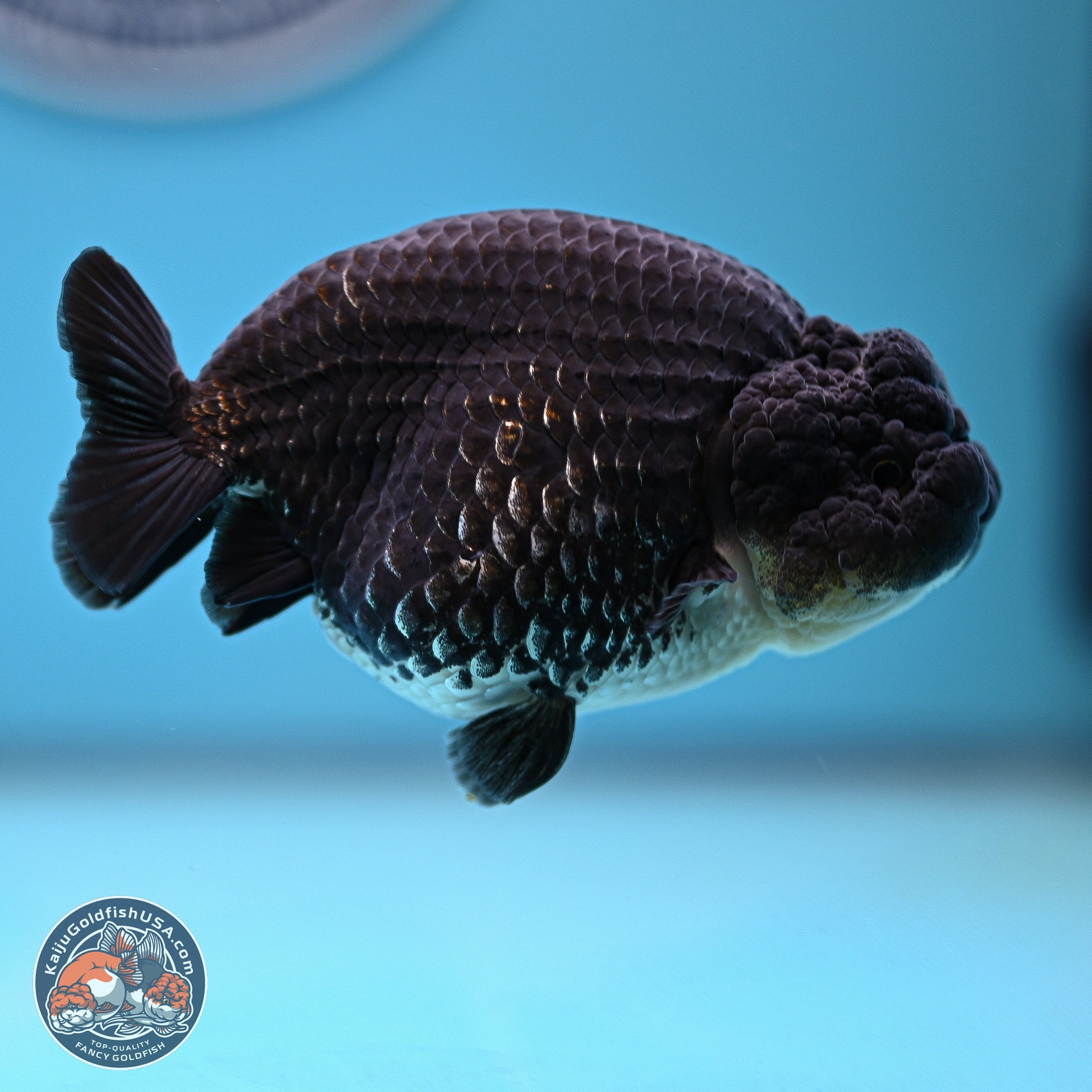 Platinum Ranchu 4.5 inches (241025_RC08) - Kaiju Goldfish USA