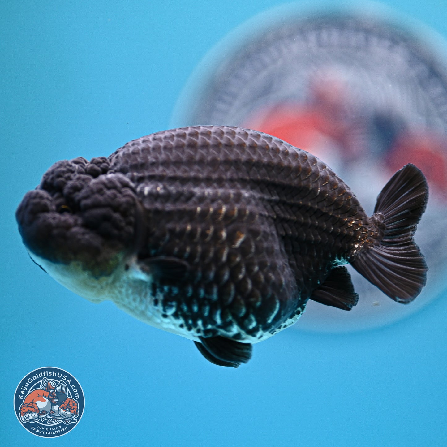 Platinum Ranchu 4.5 inches (241025_RC08) - Kaiju Goldfish USA