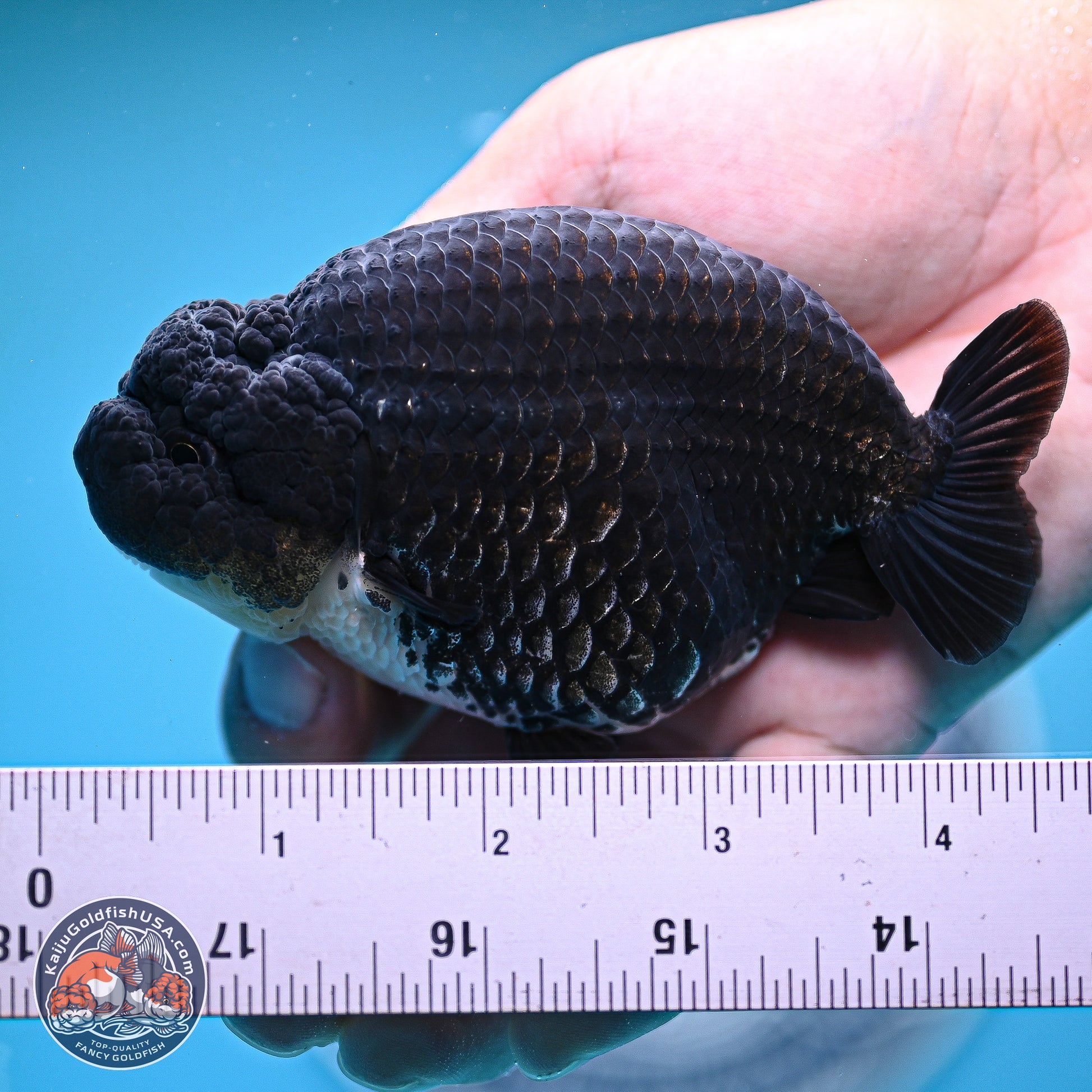 Platinum Ranchu 4.5 inches (241025_RC08) - Kaiju Goldfish USA