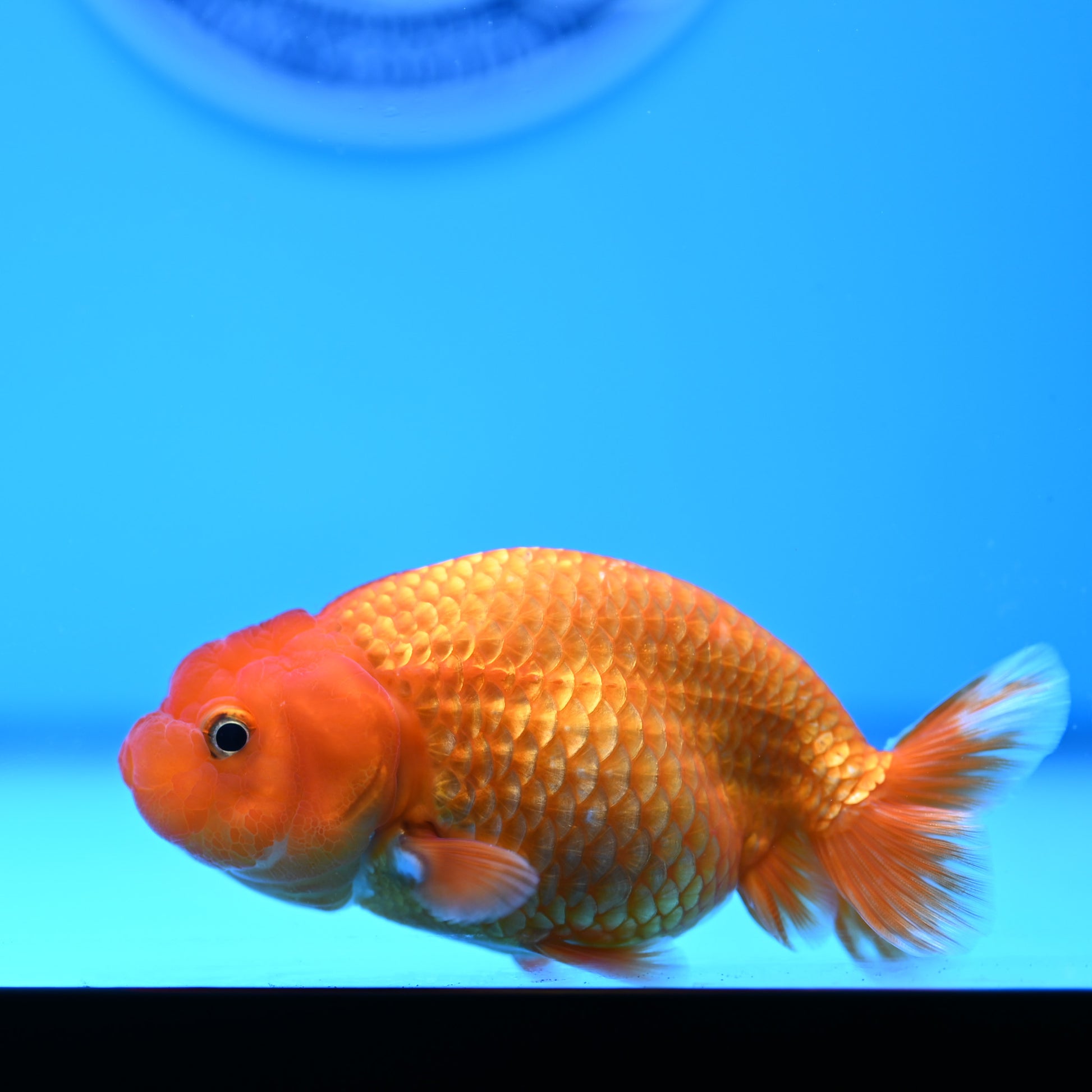 Red White Buffalo Ranchu 4in Body (240704_RC08) - Kaiju Goldfish USA