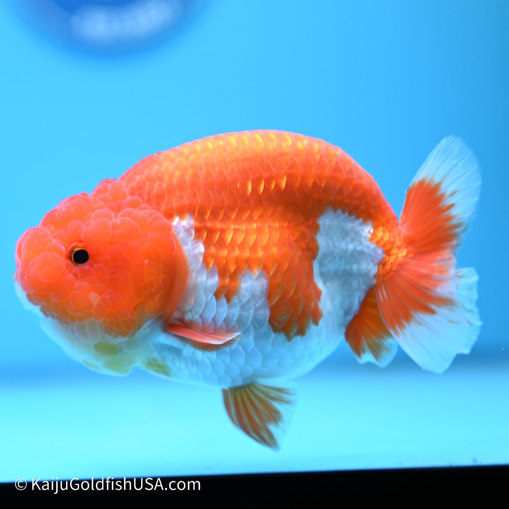 Red White Buffalo Ranchu 5 inches (240517_RC08) - Kaiju Goldfish USA