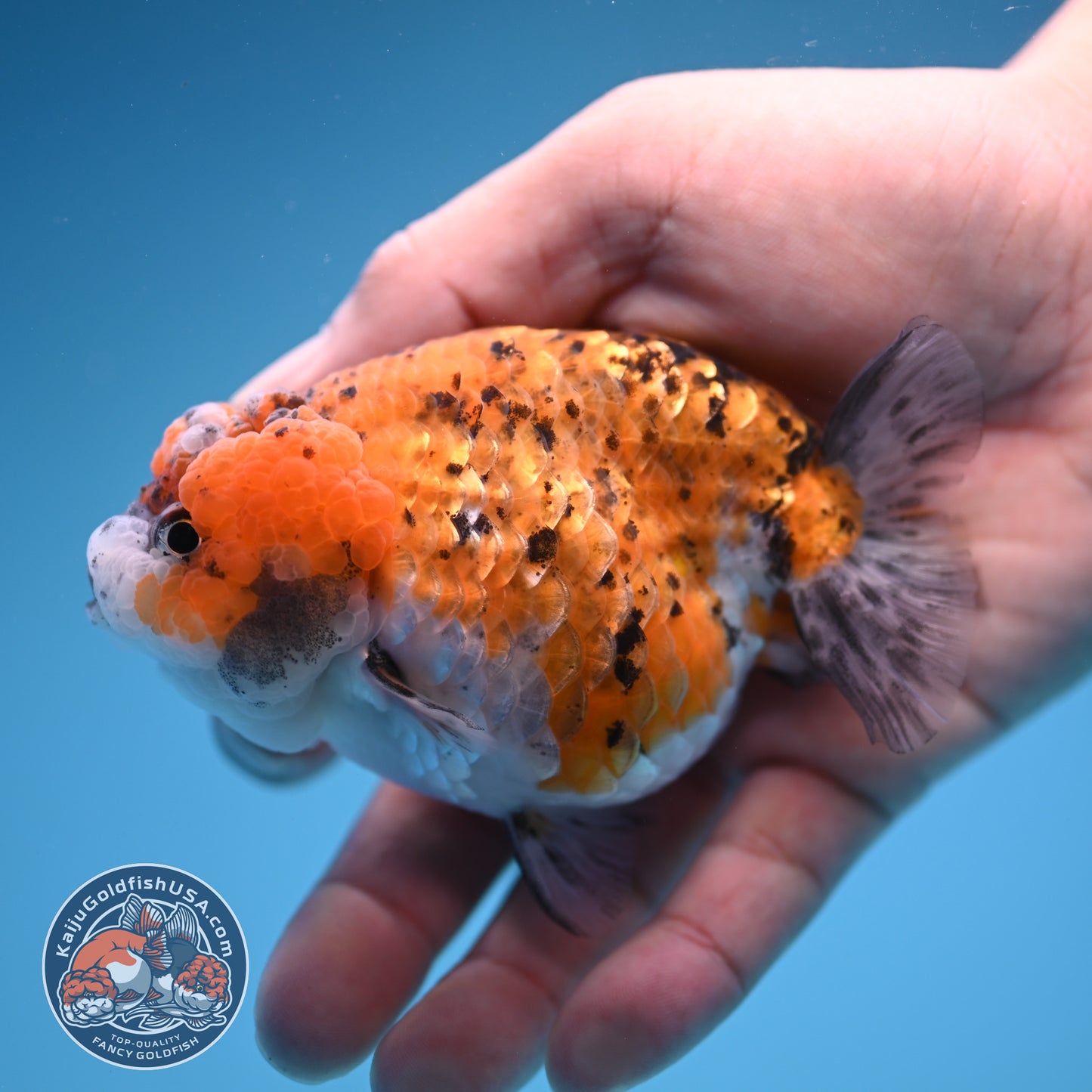 Gold Coin Ranchu 3.5 inch Body (250905_RC08)