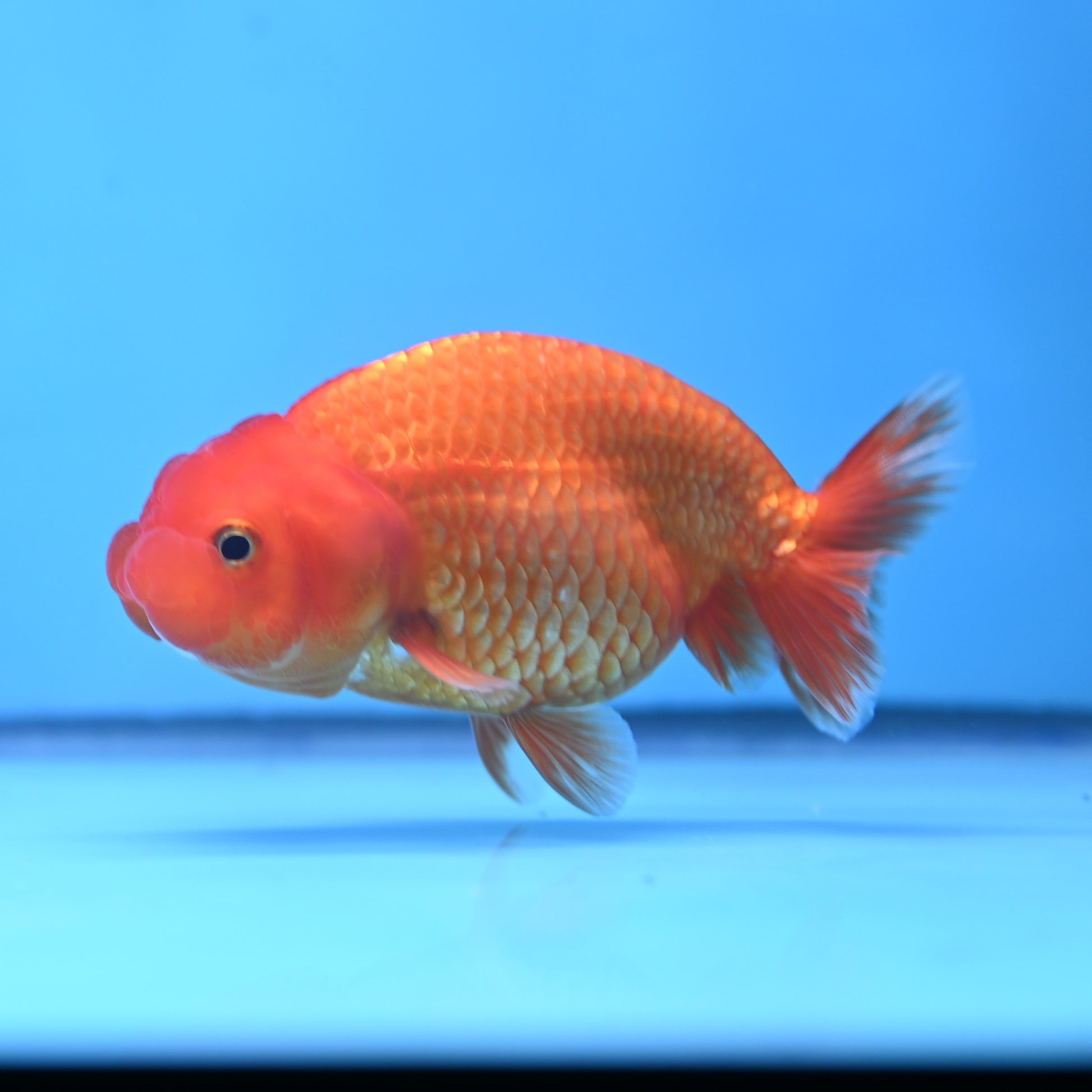 Red White Buffalo Ranchu 4in Body (240704_RC08) - Kaiju Goldfish USA