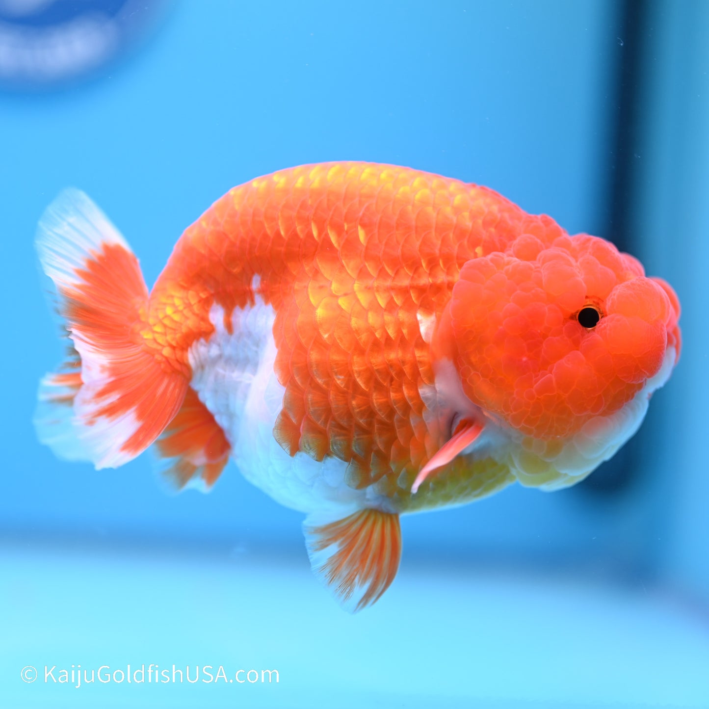 Red White Buffalo Ranchu 5 inches (240517_RC08) - Kaiju Goldfish USA