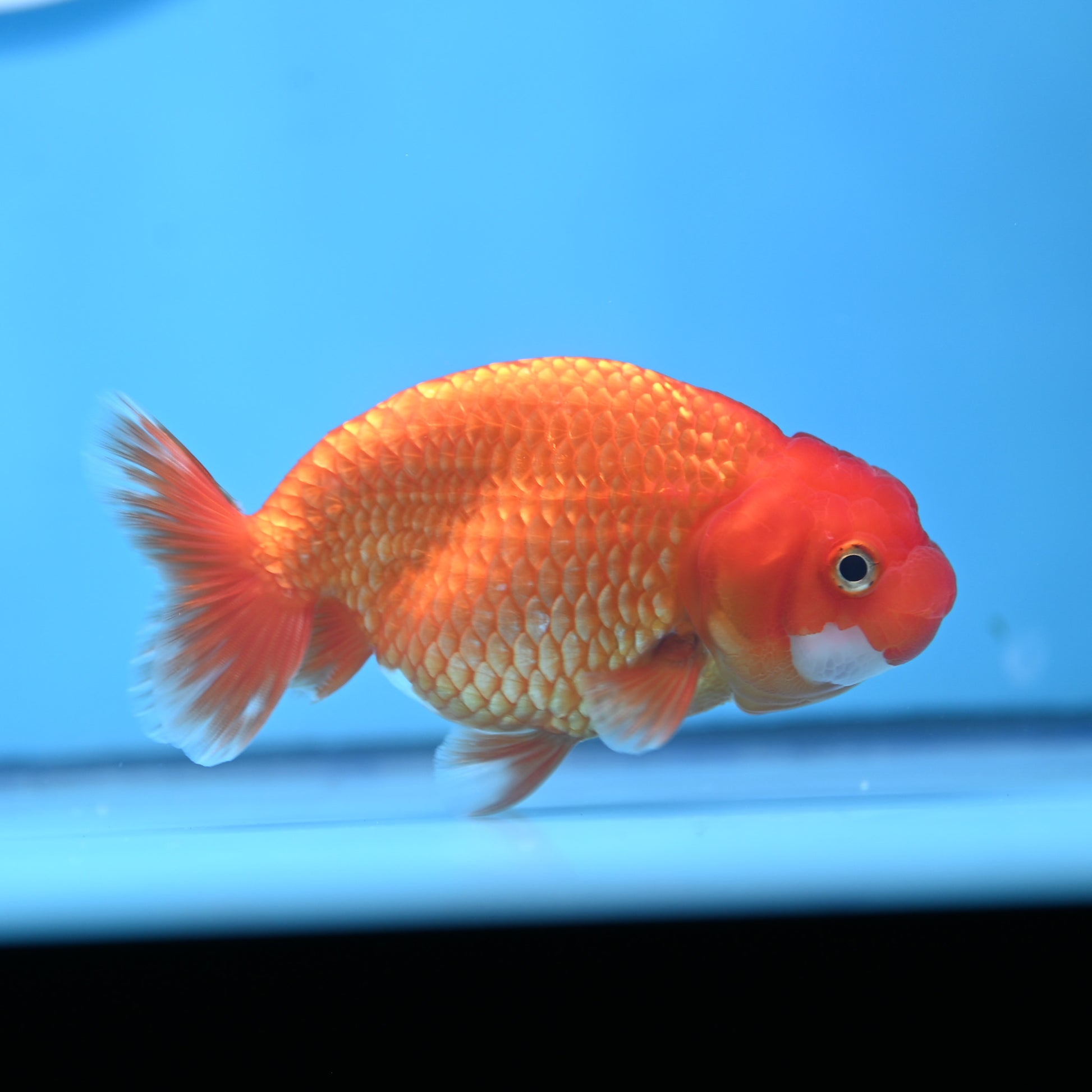 Red White Buffalo Ranchu 4in Body (240704_RC08) - Kaiju Goldfish USA