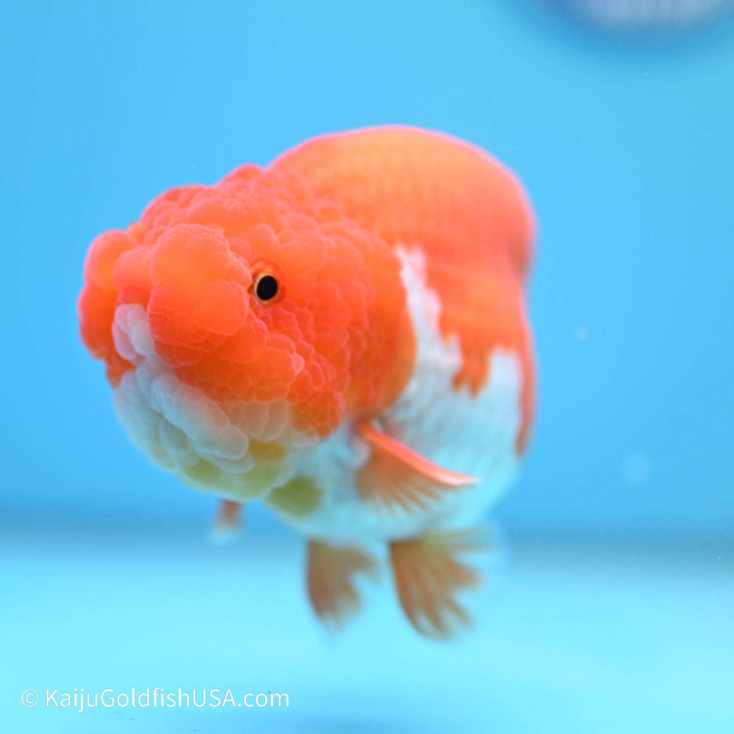 Red White Buffalo Ranchu 5 inches (240517_RC08) - Kaiju Goldfish USA