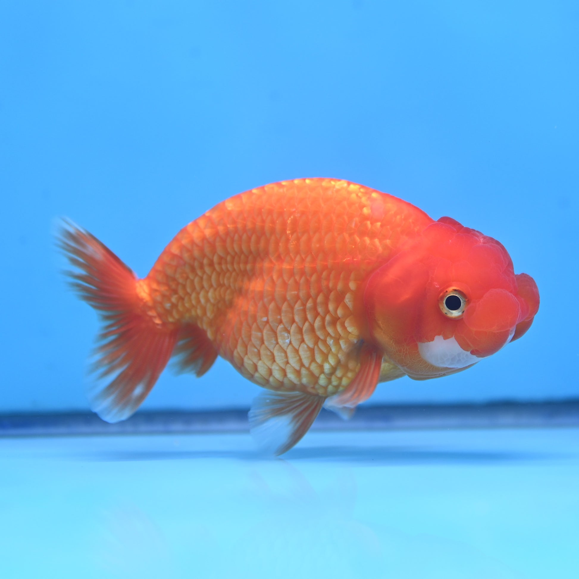 Red White Buffalo Ranchu 4in Body (240704_RC08) - Kaiju Goldfish USA