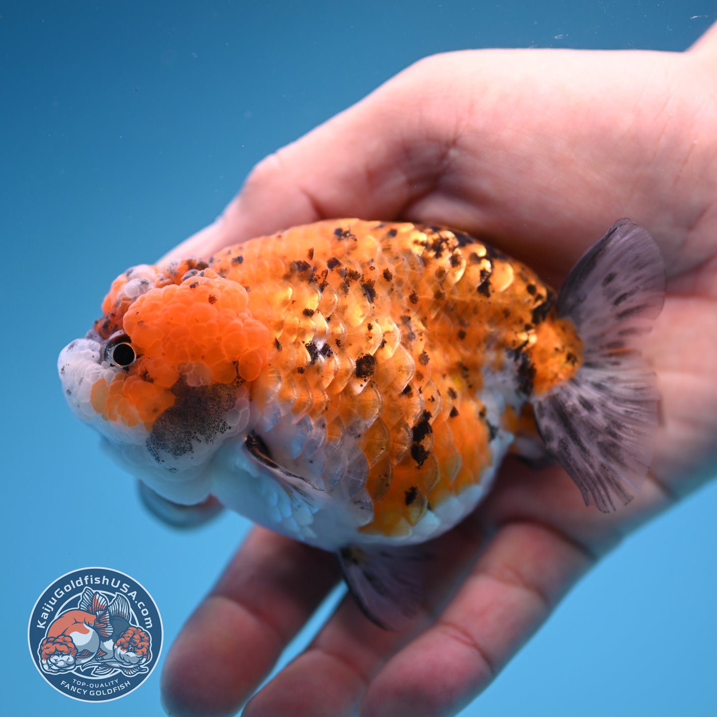 Gold Coin Ranchu 3.5 inch Body (250905_RC08)