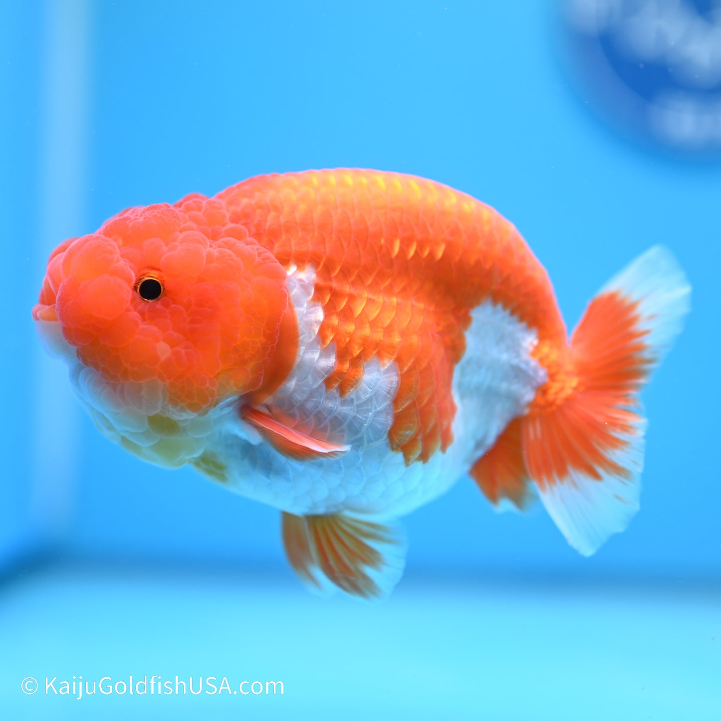 Red White Buffalo Ranchu 5 inches (240517_RC08) - Kaiju Goldfish USA