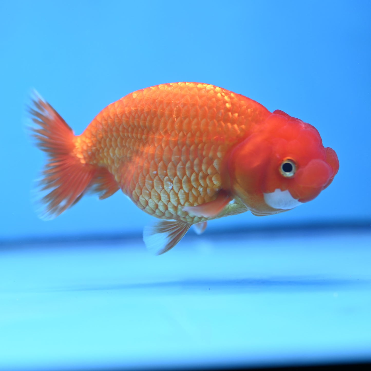 Red White Buffalo Ranchu 4in Body (240704_RC08) - Kaiju Goldfish USA