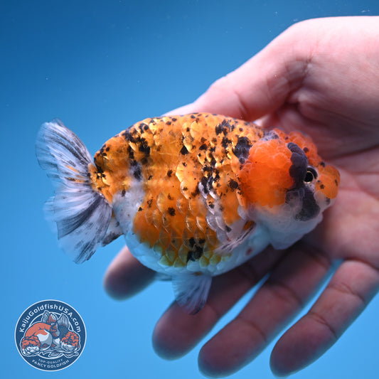 Gold Coin Ranchu 3.5 inch Body (250905_RC08)