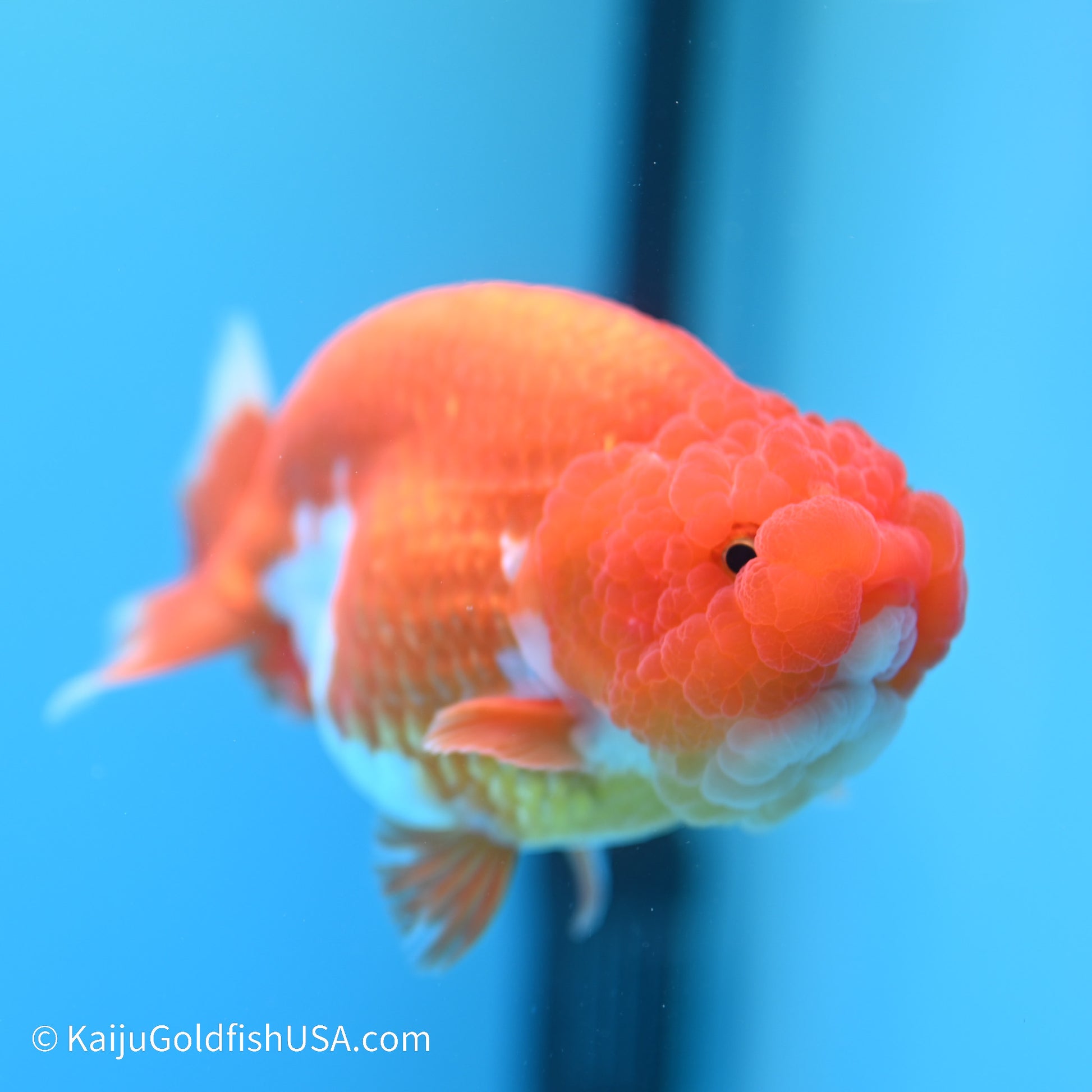 Red White Buffalo Ranchu 5 inches (240517_RC08) - Kaiju Goldfish USA