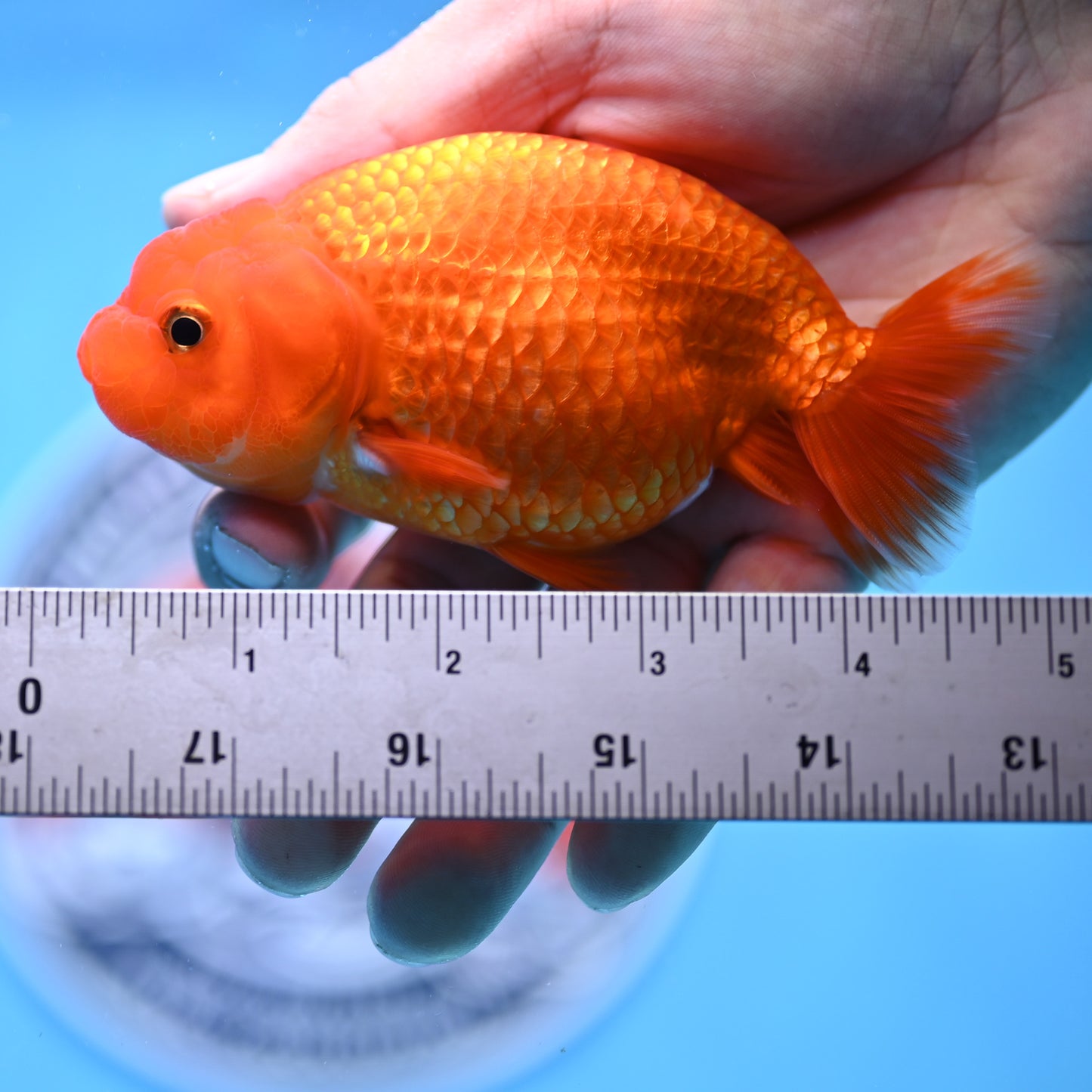 Red White Buffalo Ranchu 4in Body (240704_RC08) - Kaiju Goldfish USA