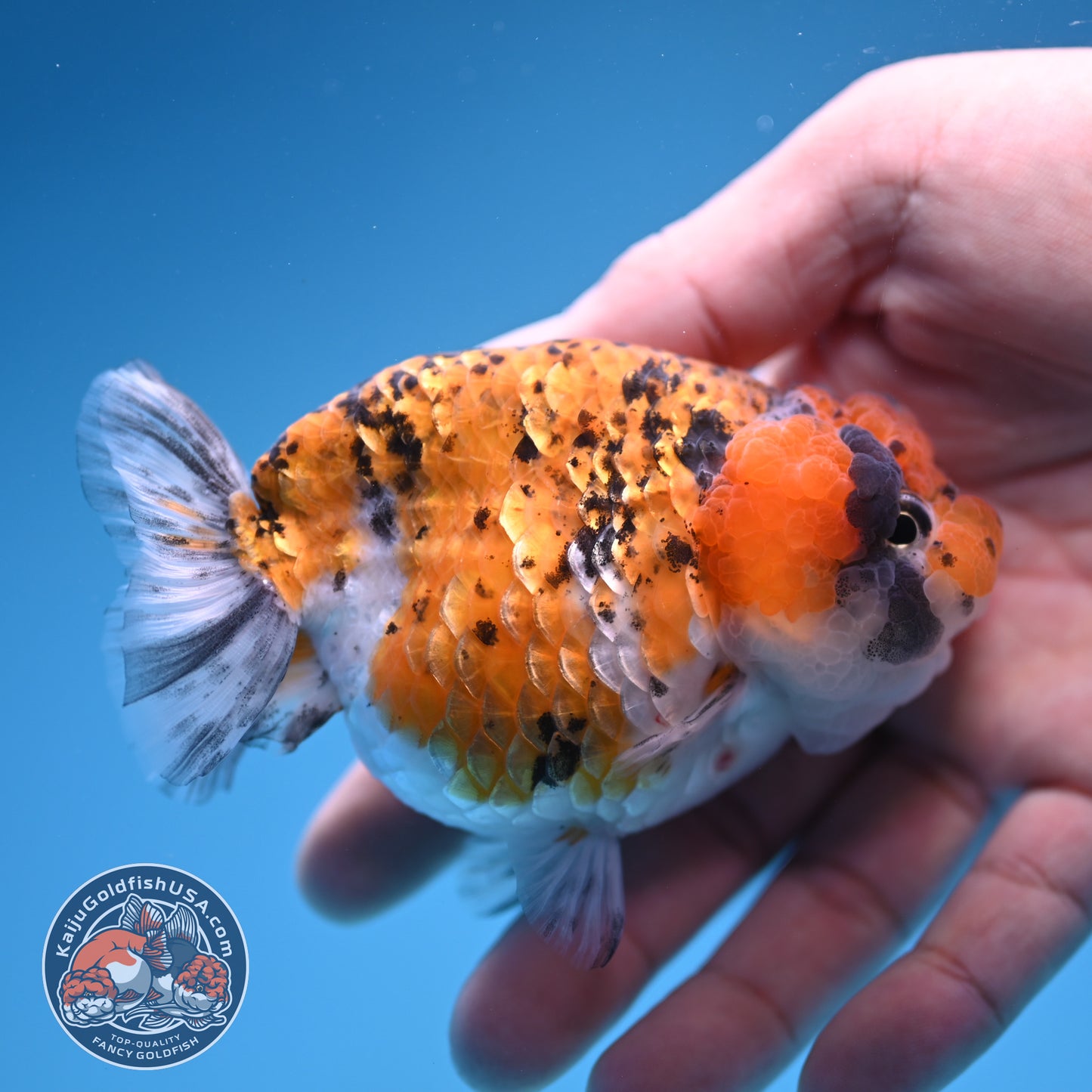 Gold Coin Ranchu 3.5 inch Body (250905_RC08)