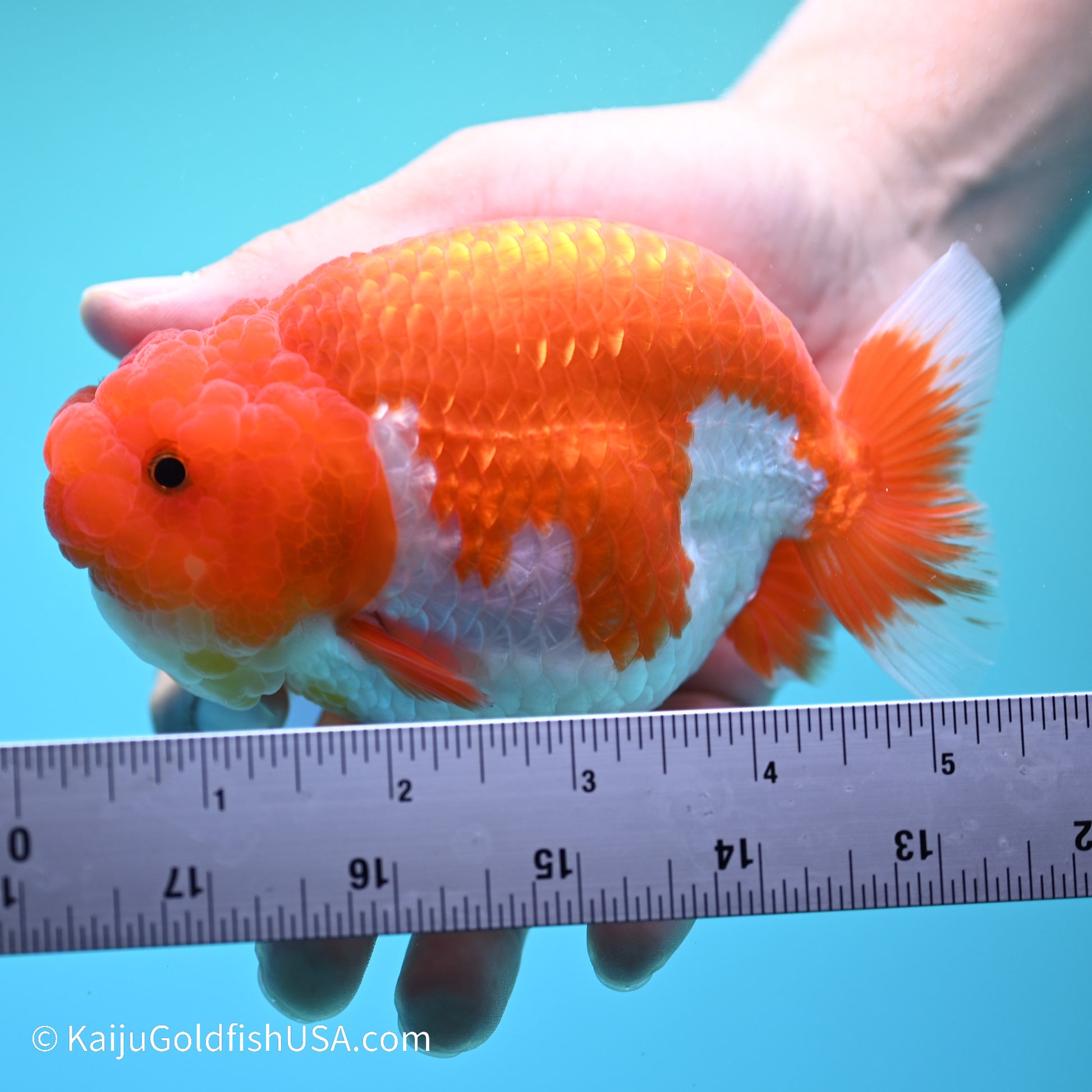 Red White Buffalo Ranchu 5 inches (240517_RC08) - Kaiju Goldfish USA