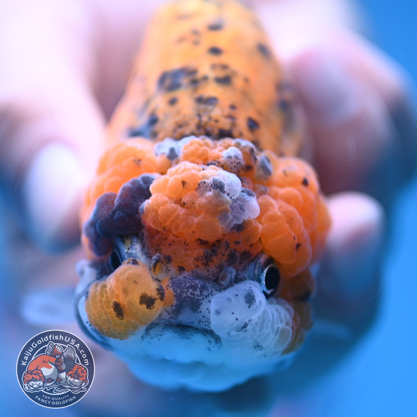 Gold Coin Ranchu 3.5 inch Body (250905_RC08)