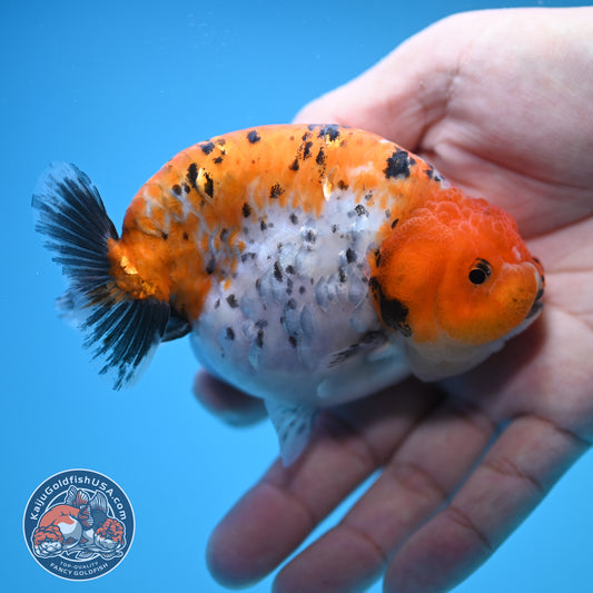 Tricolor Ranchu 4 inch Body (250815_RC08)