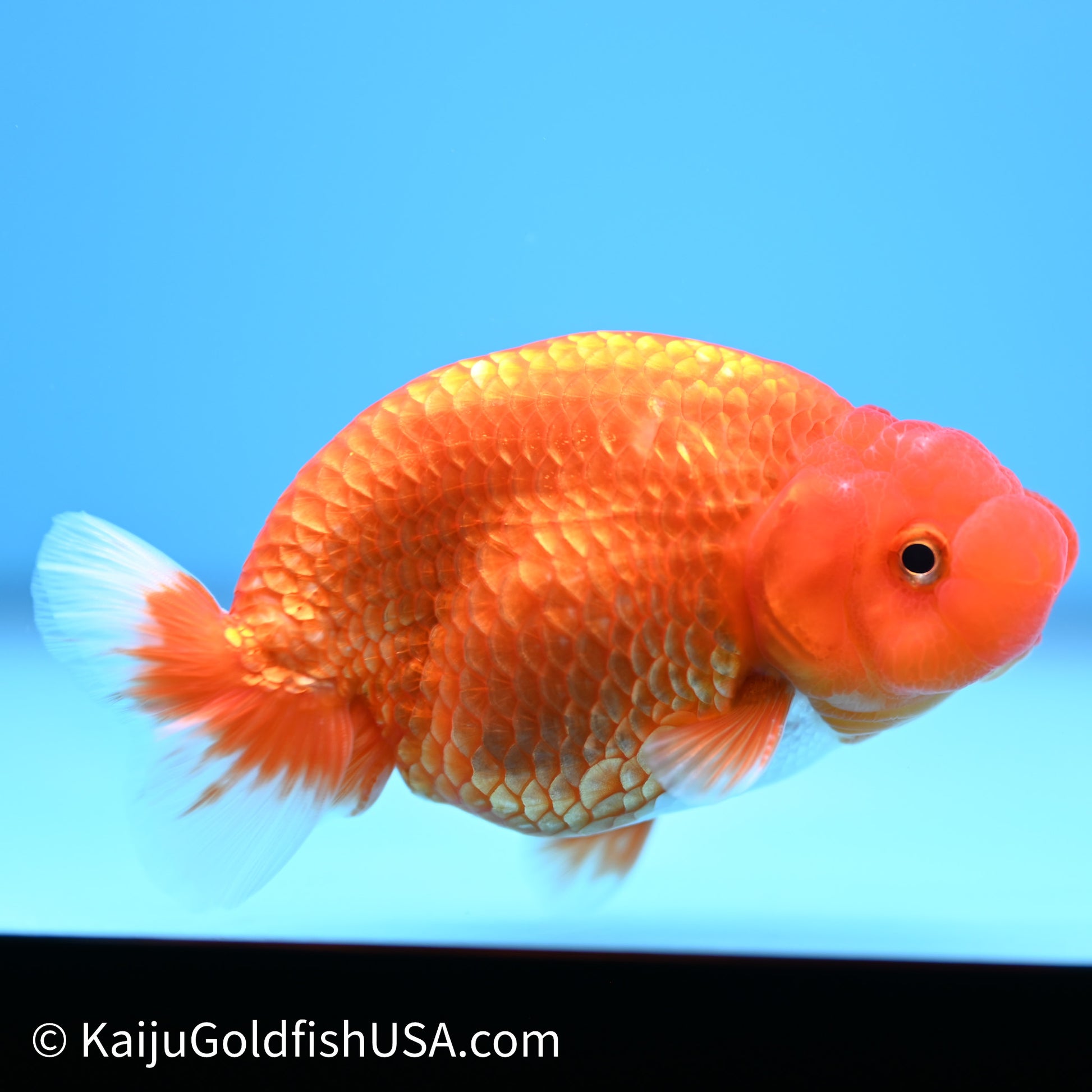 Red White Buffalo Ranchu 4in Body (240621_RC08) - Please Read Description - Kaiju Goldfish USA