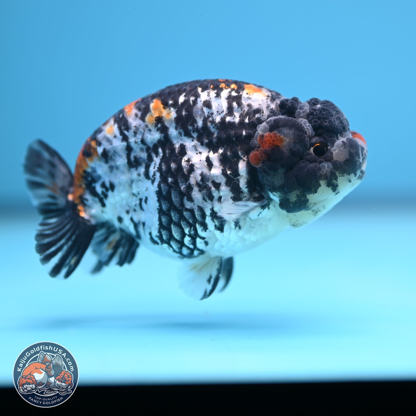 White Tiger Ranchu 3.75 inches Body - Male (241227_RC08) - Kaiju Goldfish USA