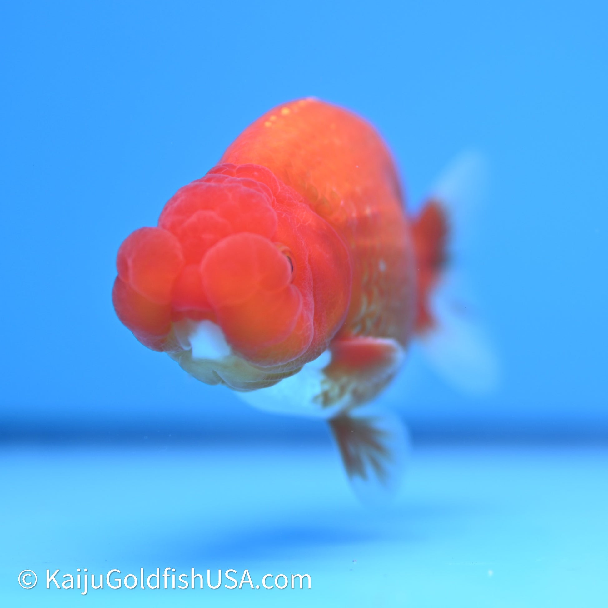 Red White Buffalo Ranchu 4in Body (240621_RC08) - Please Read Description - Kaiju Goldfish USA