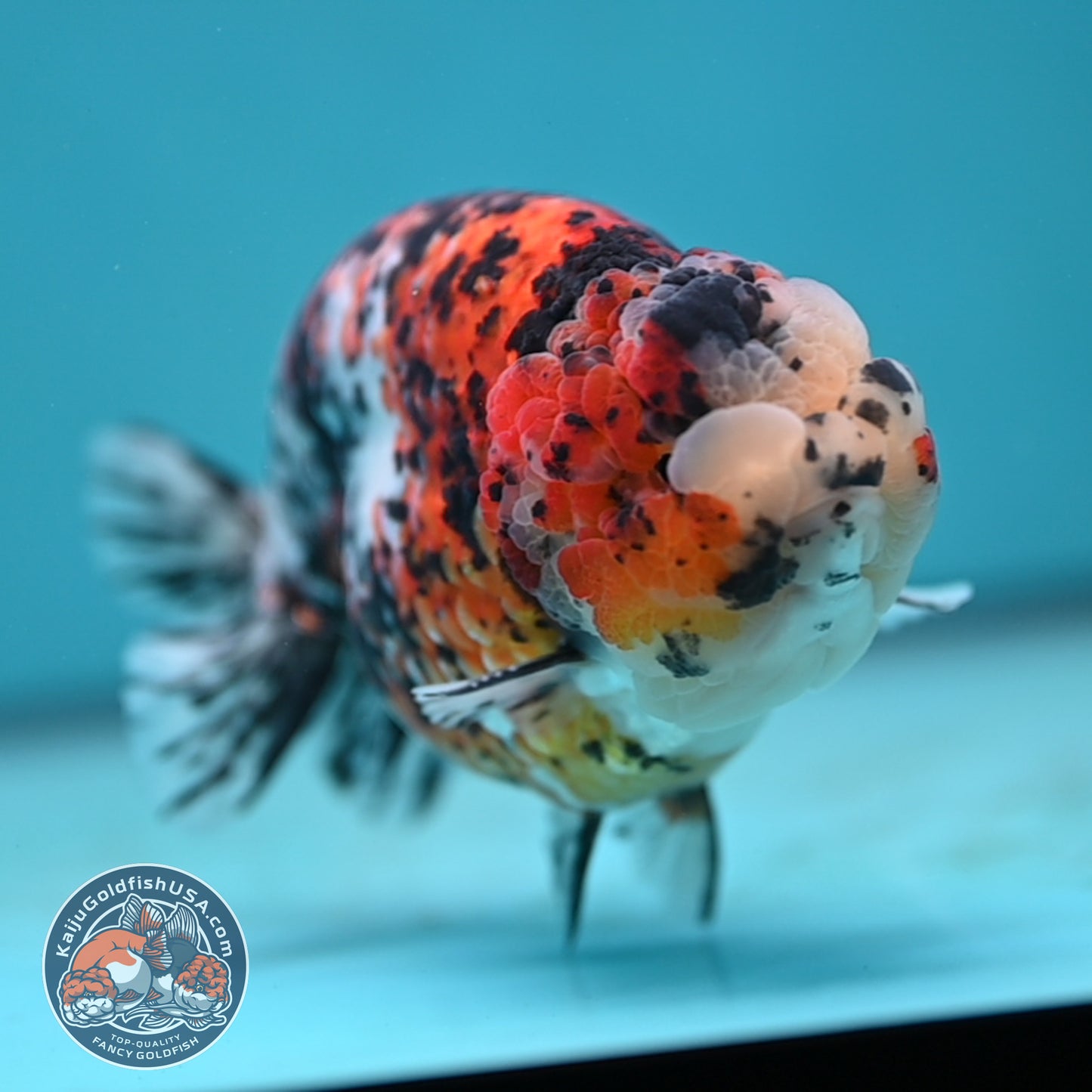 Tricolor Ranchu 4.5 inches Body (250502_RC08)