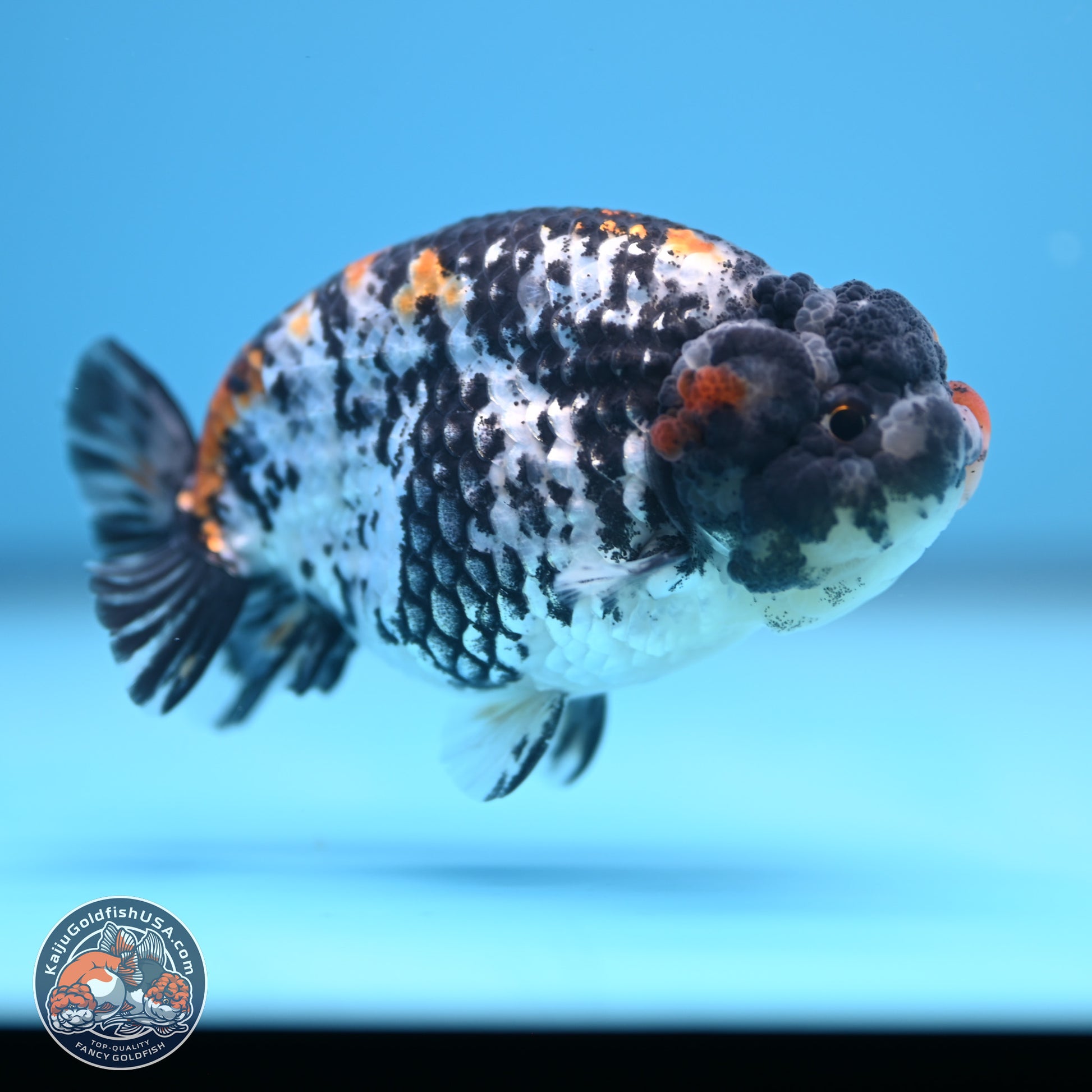 White Tiger Ranchu 3.75 inches Body - Male (241227_RC08) - Kaiju Goldfish USA