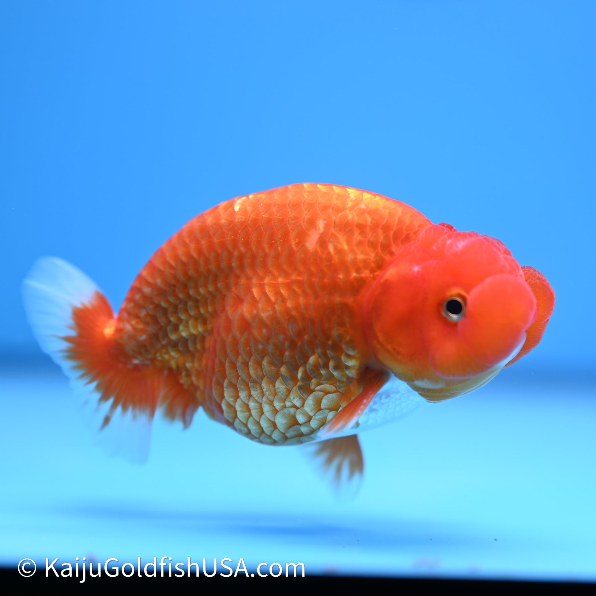 Red White Buffalo Ranchu 4in Body (240621_RC08) - Please Read Description - Kaiju Goldfish USA