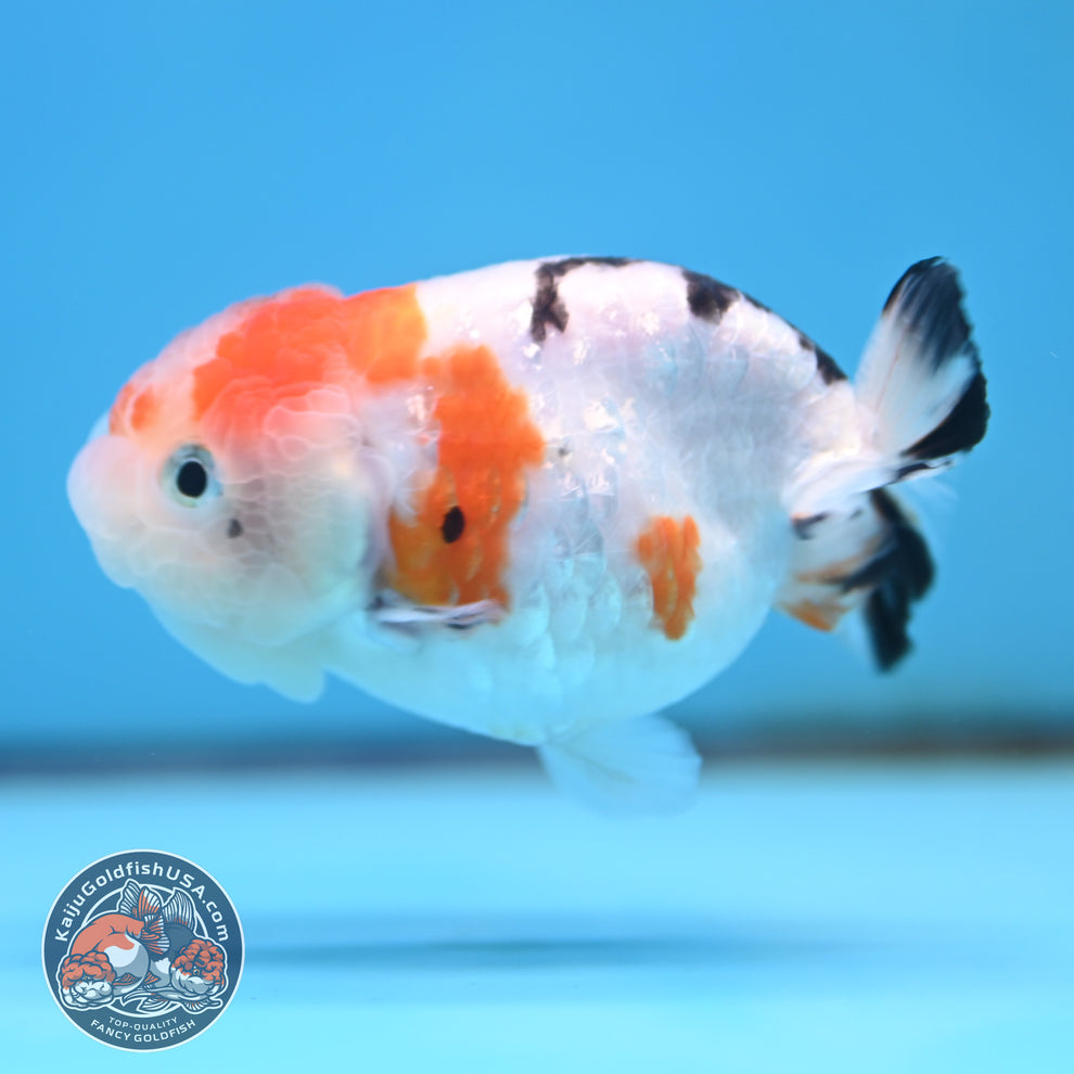 Cow Ranchu Goldfish for Sale | Kaiju Goldfish USA