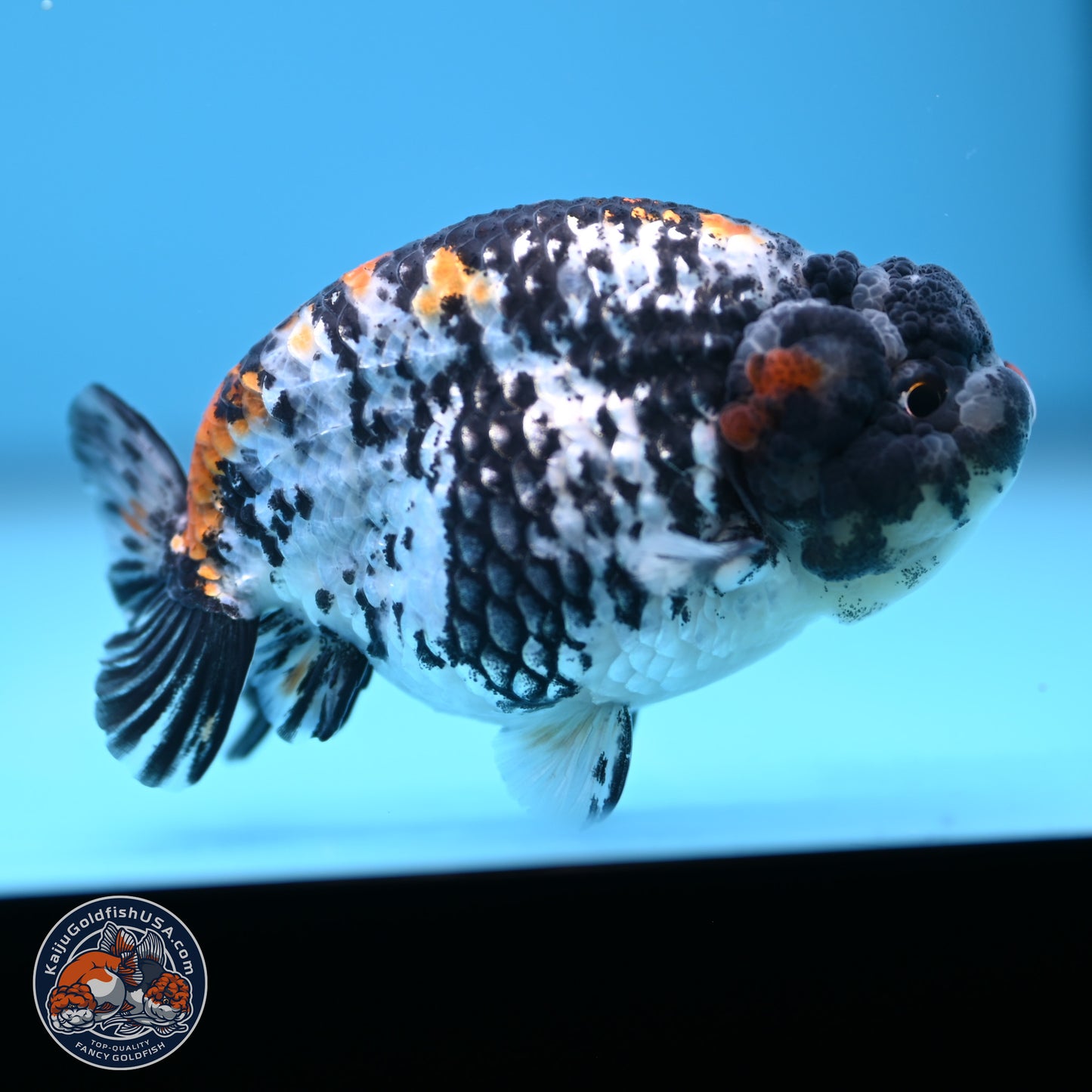 White Tiger Ranchu 3.75 inches Body - Male (241227_RC08) - Kaiju Goldfish USA