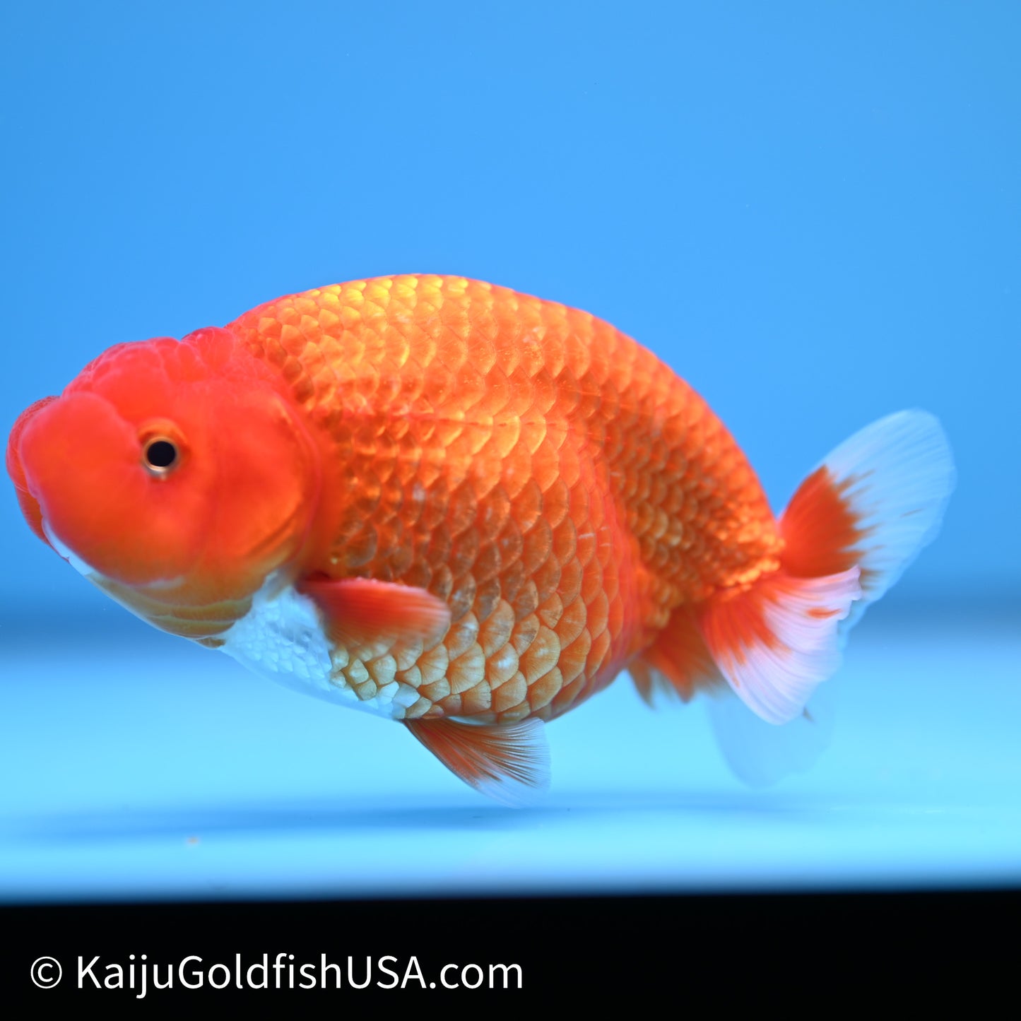 Red White Buffalo Ranchu 4in Body (240621_RC08) - Please Read Description - Kaiju Goldfish USA