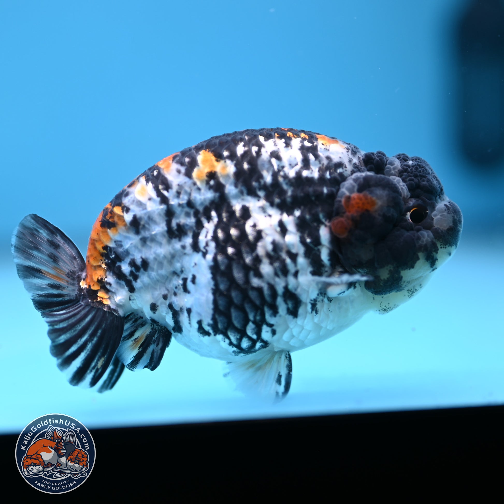 White Tiger Ranchu 3.75 inches Body - Male (241227_RC08) - Kaiju Goldfish USA