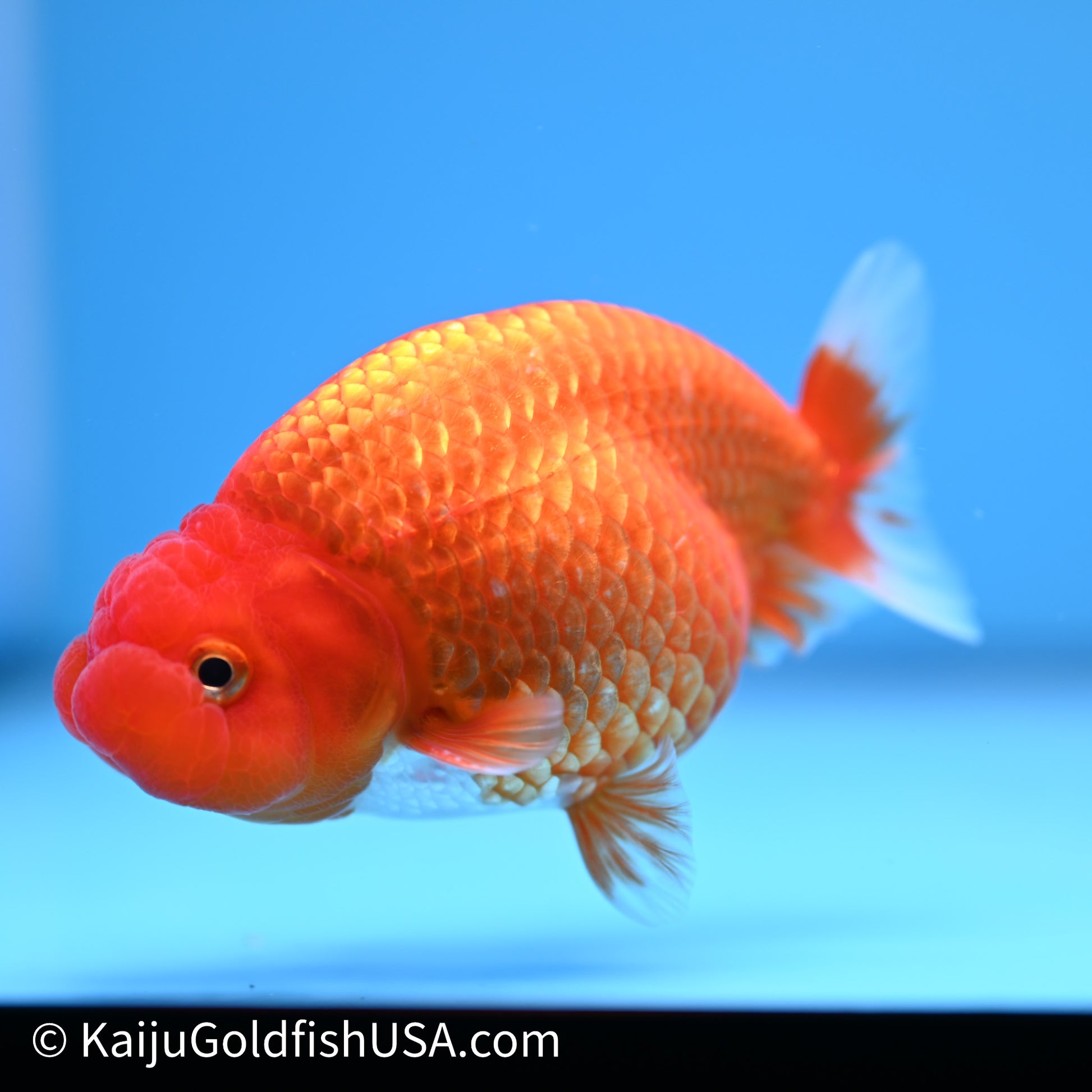 Red White Buffalo Ranchu 4in Body (240621_RC08) - Please Read Description - Kaiju Goldfish USA