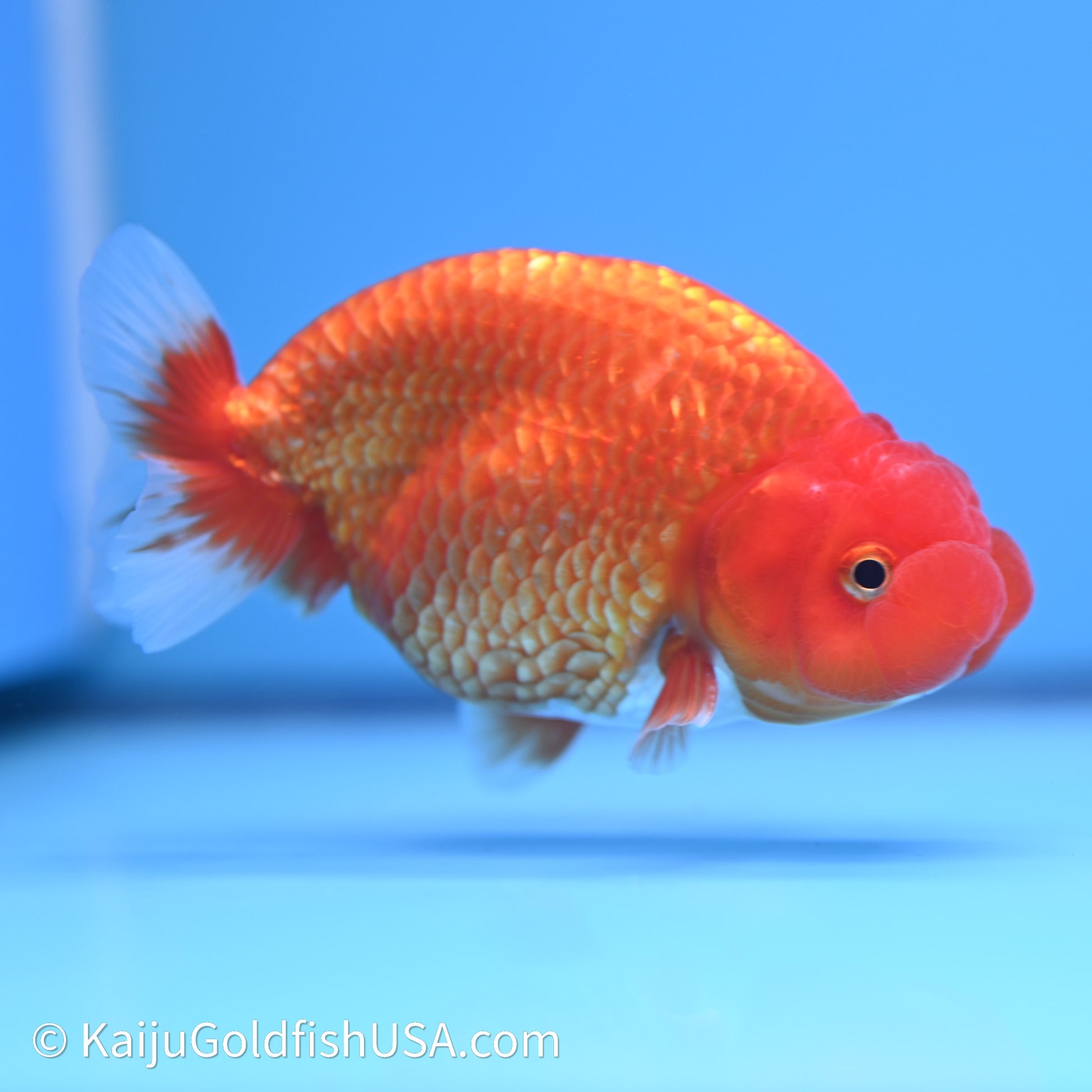 Red White Buffalo Ranchu 4in Body (240621_RC08) - Please Read Description - Kaiju Goldfish USA