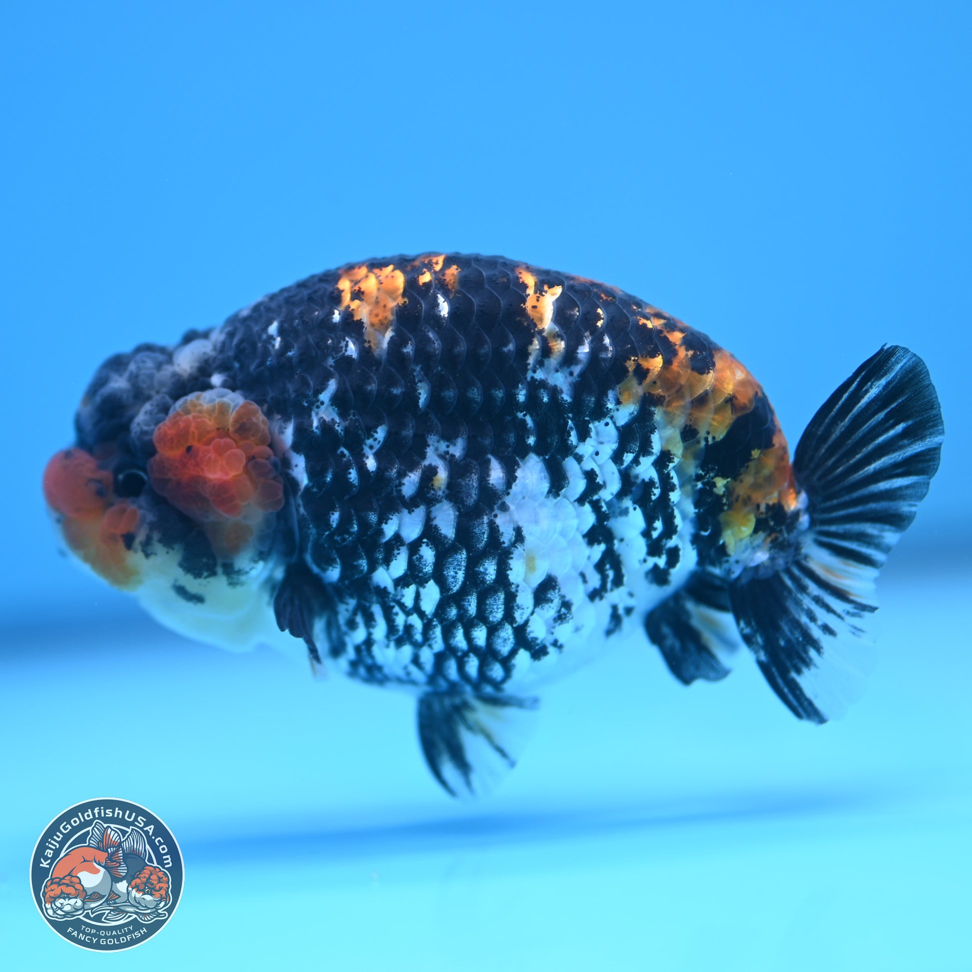 White Tiger Ranchu 3.75 inches Body - Male (241227_RC08) - Kaiju Goldfish USA