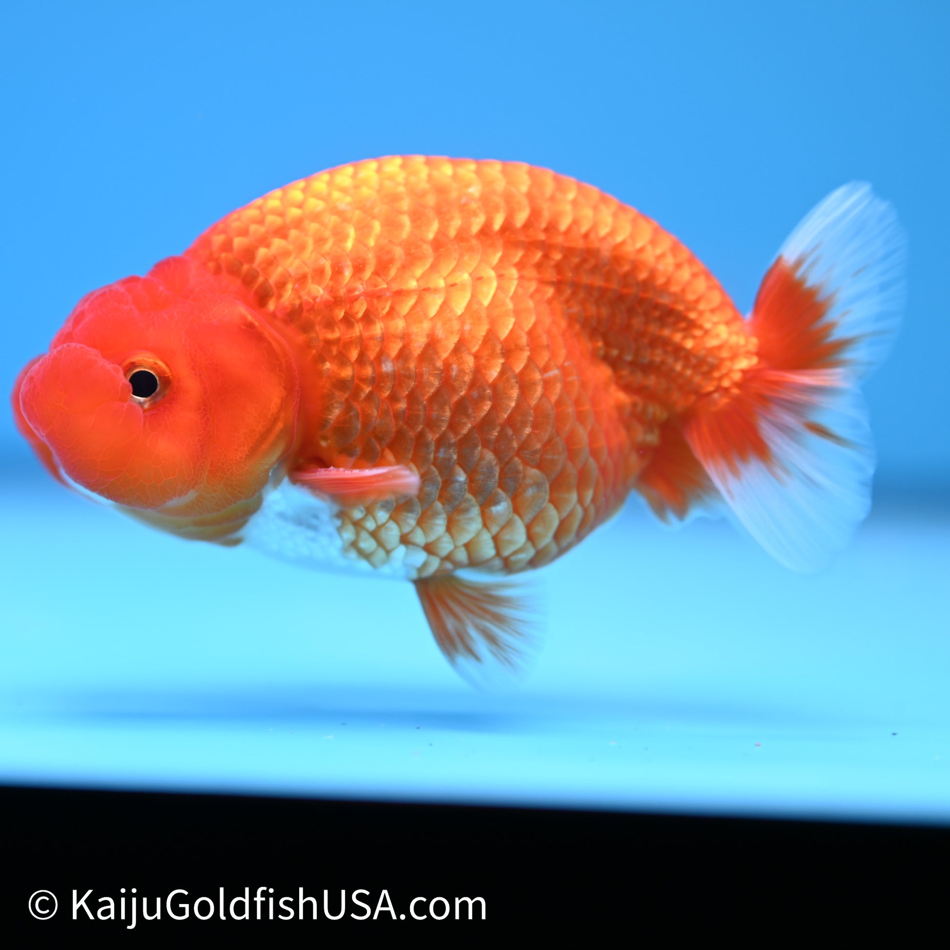 Red White Buffalo Ranchu 4in Body (240621_RC08) - Please Read Description - Kaiju Goldfish USA