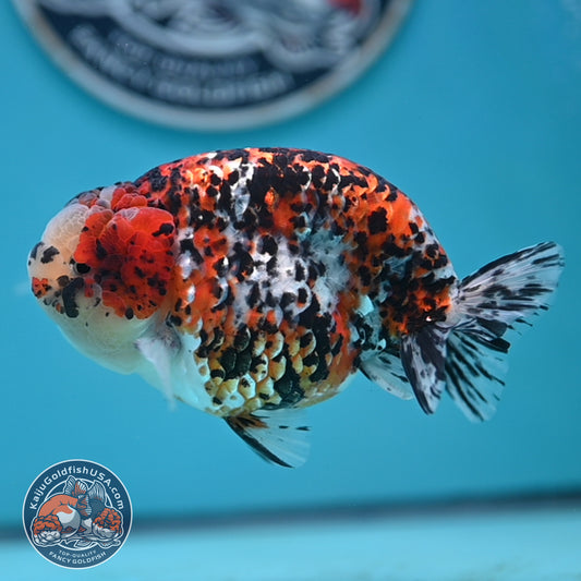 Tricolor Ranchu 4.5 inches Body (250502_RC08)